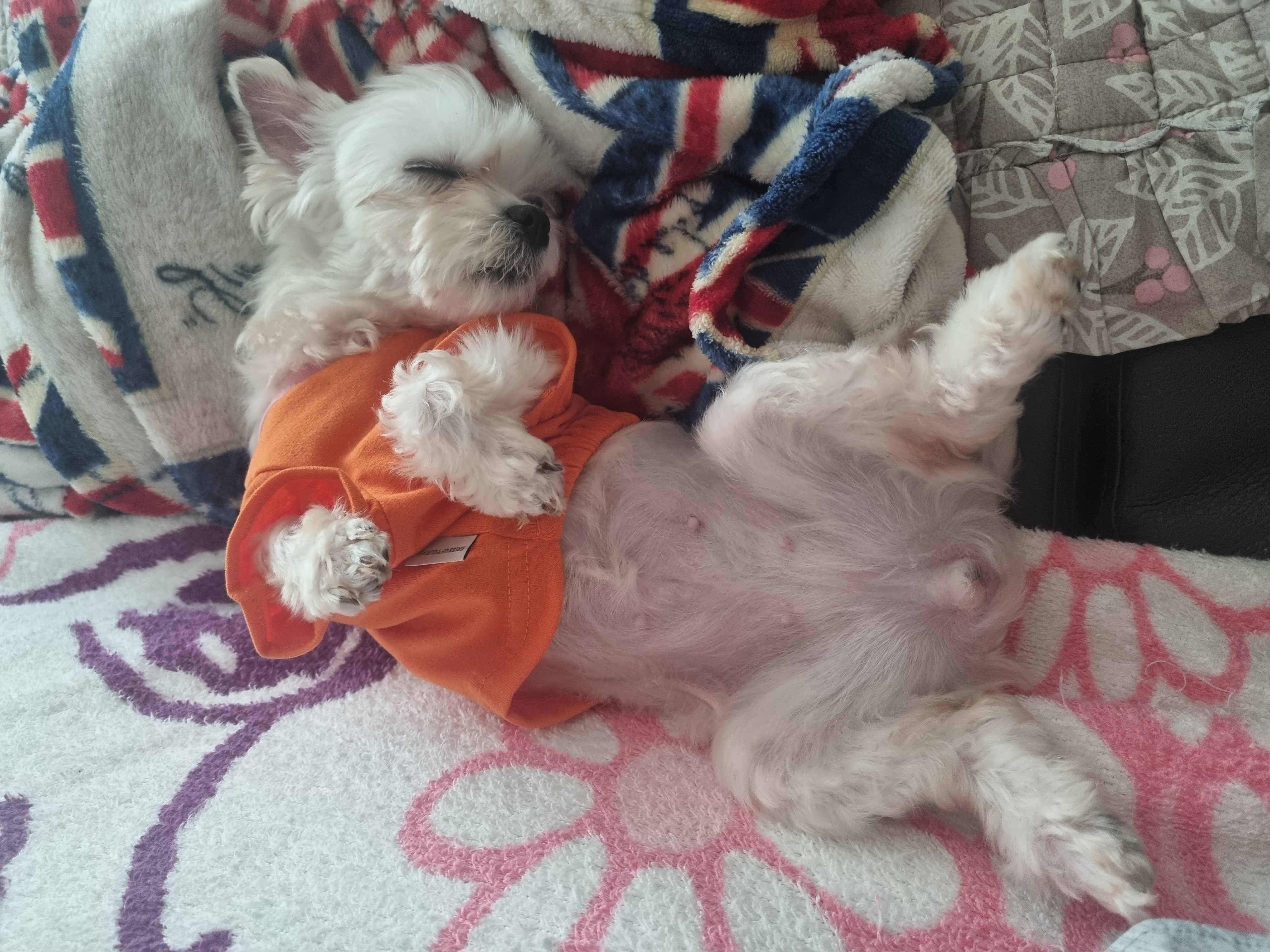 [임보] 마리와의 행복한 일주일❣️