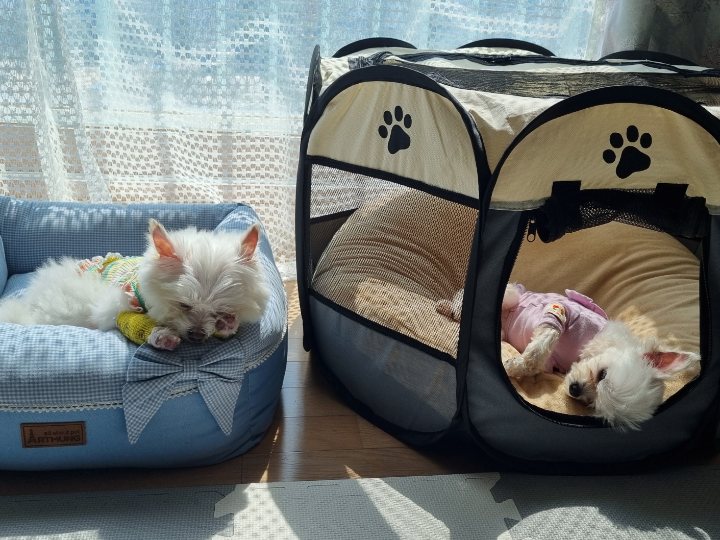 [임보] 마리와의 행복한 일주일❣️