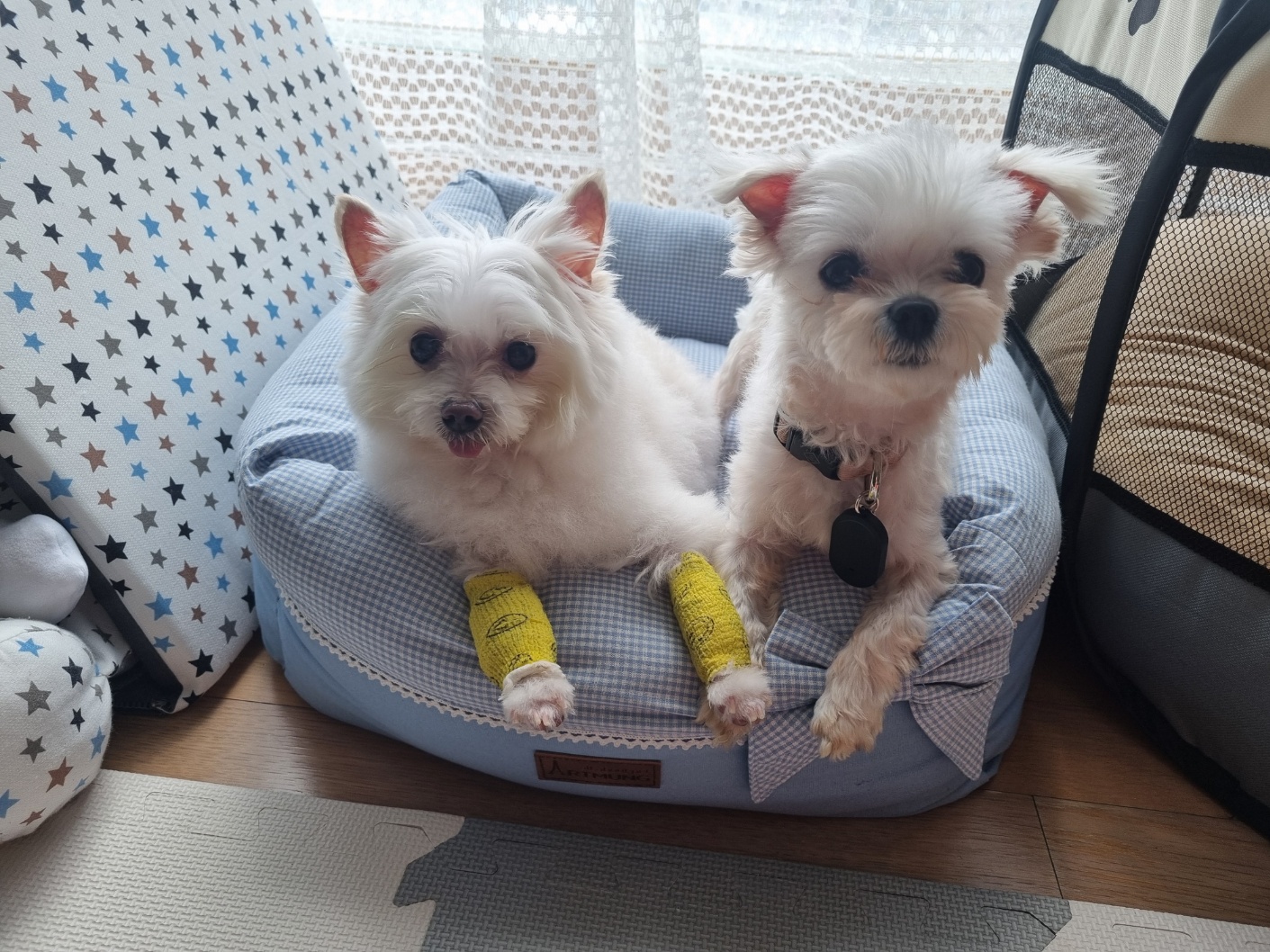 [임보] 마리와의 행복한 일주일❣️