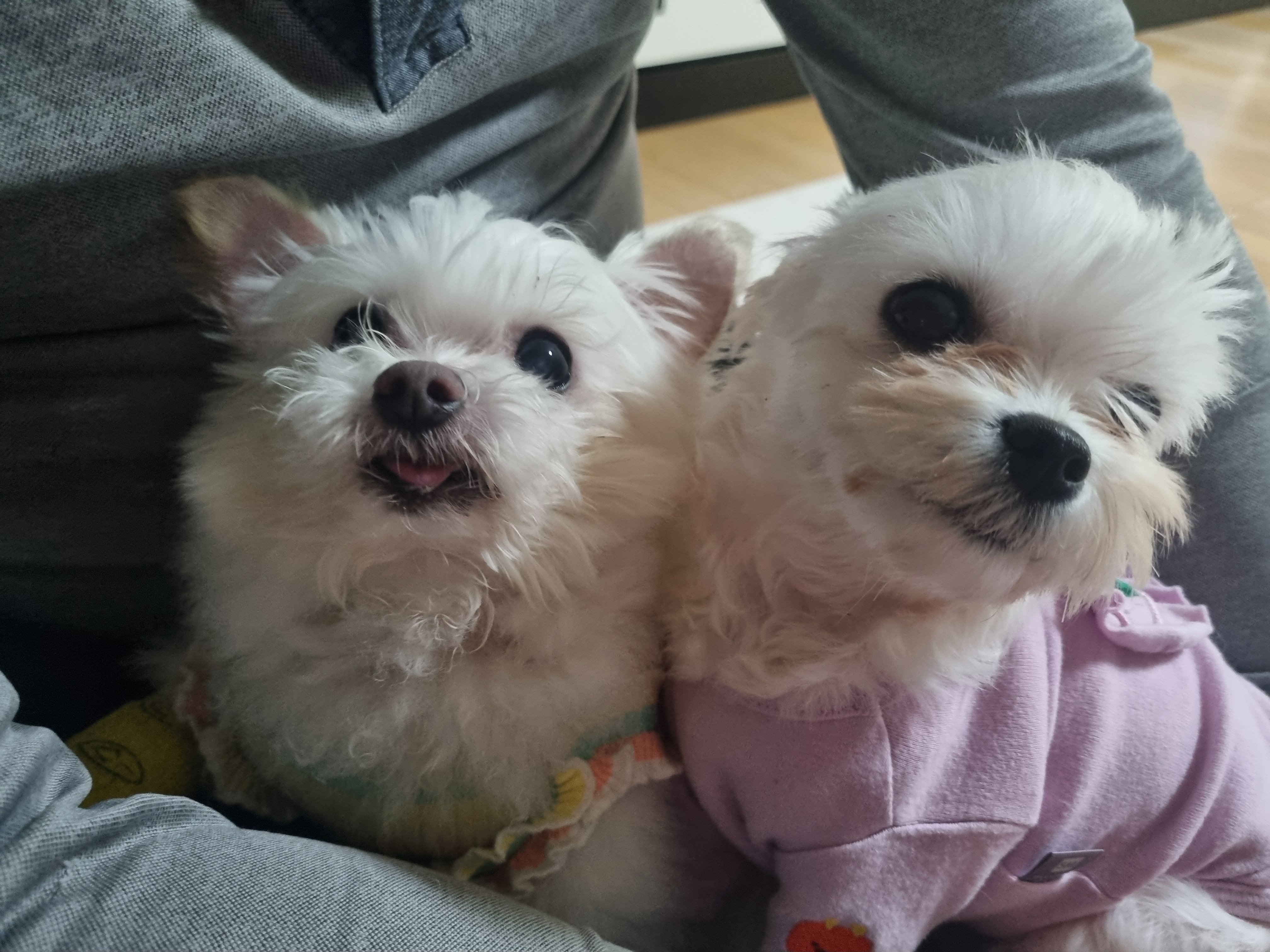 [임보] 마리와의 행복한 일주일❣️