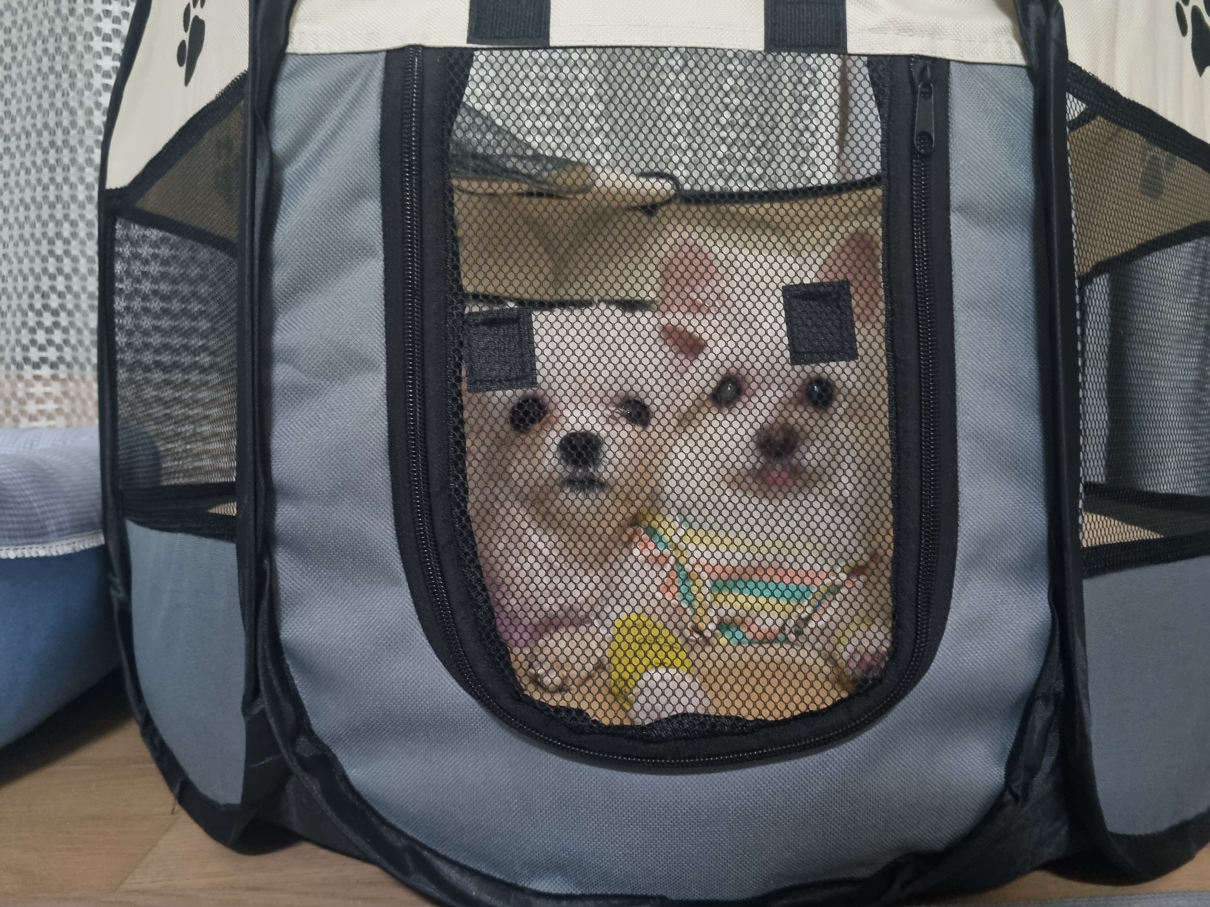 [임보] 마리와의 행복한 일주일❣️