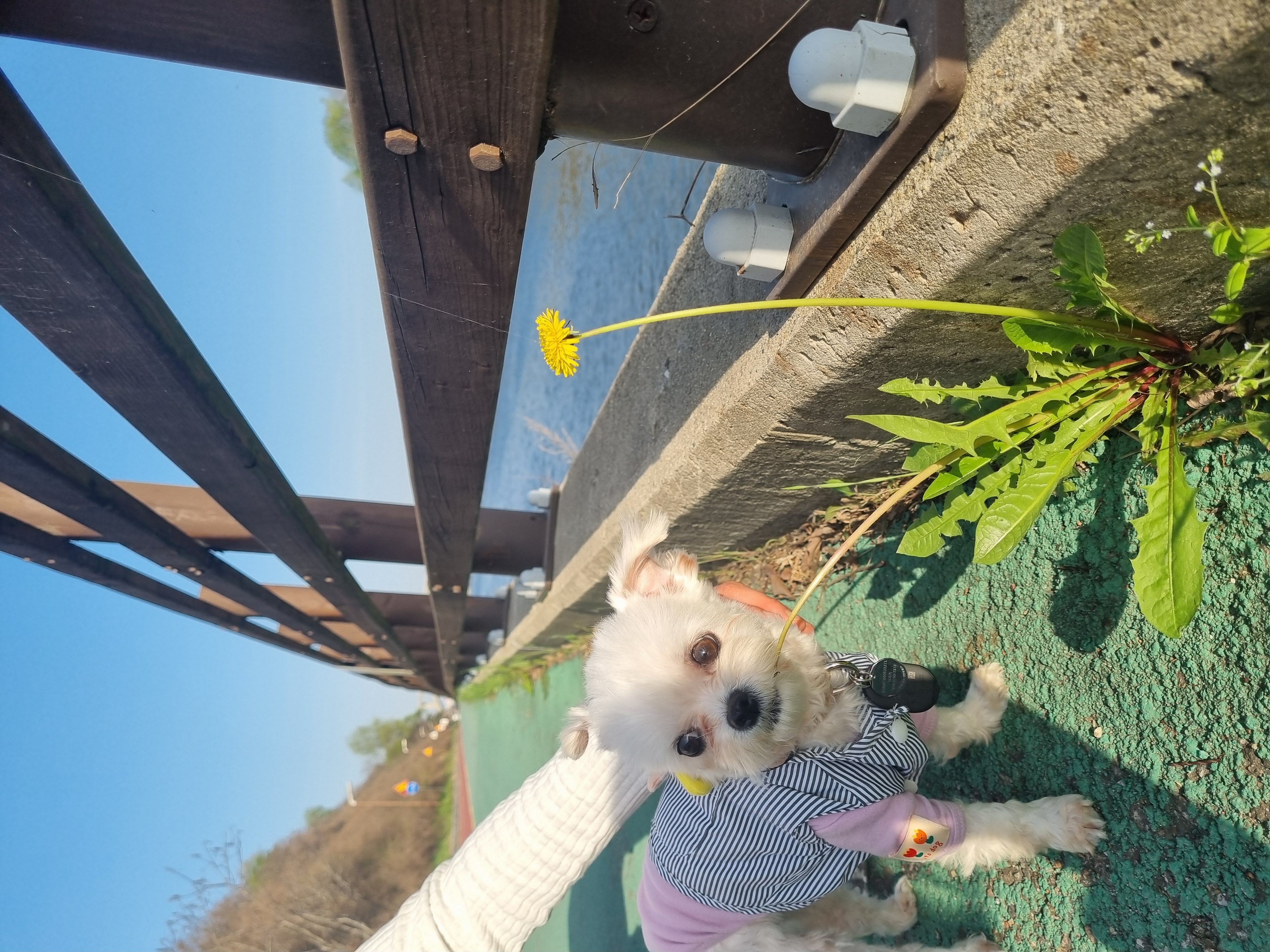 [임보] 마리와의 행복한 일주일❣️