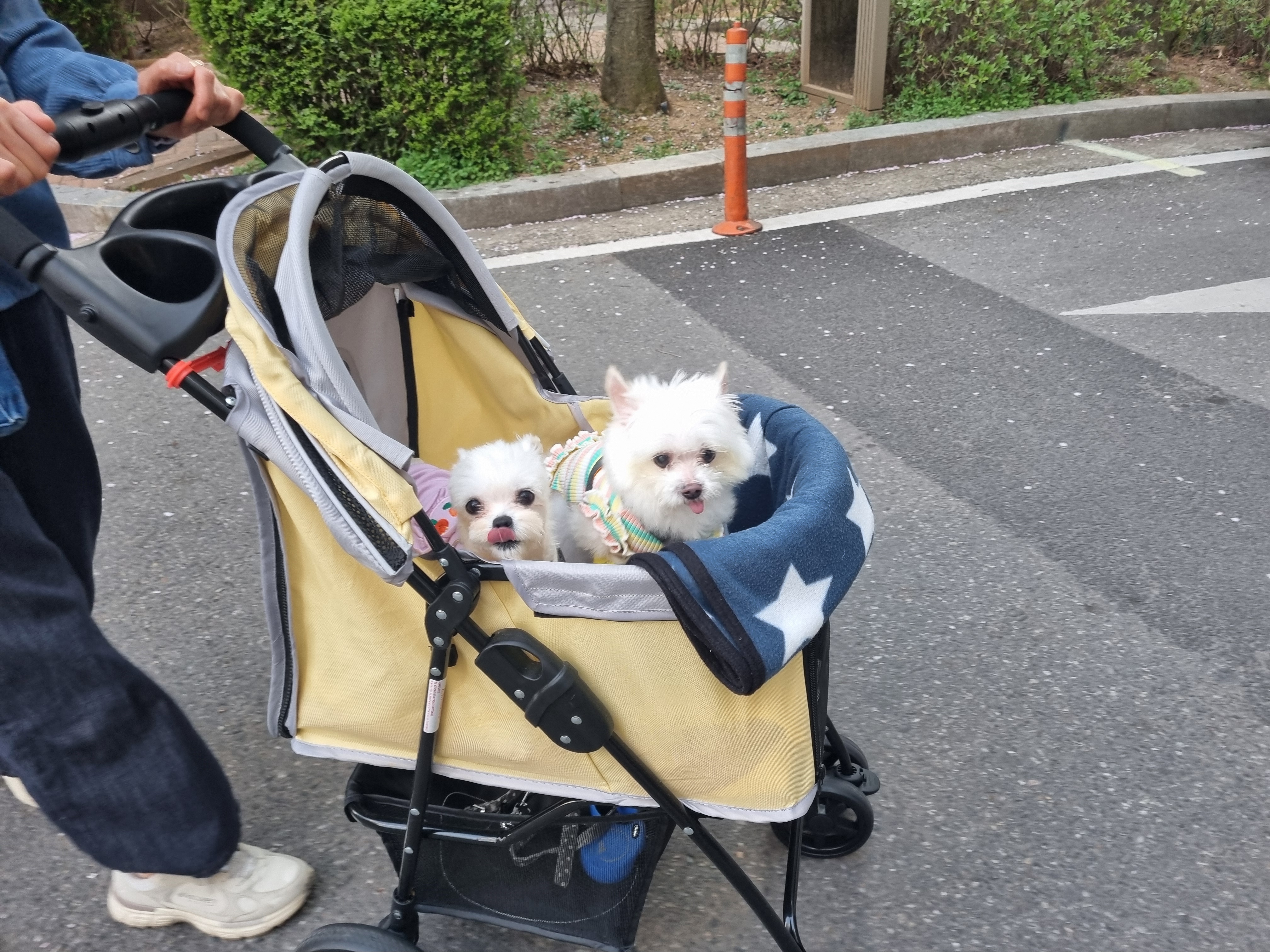 [임보] 마리와의 행복한 일주일❣️