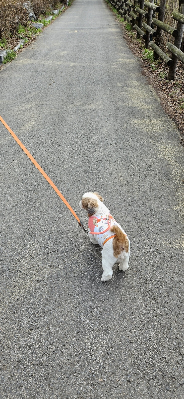 용순이 임보 세달째 소식