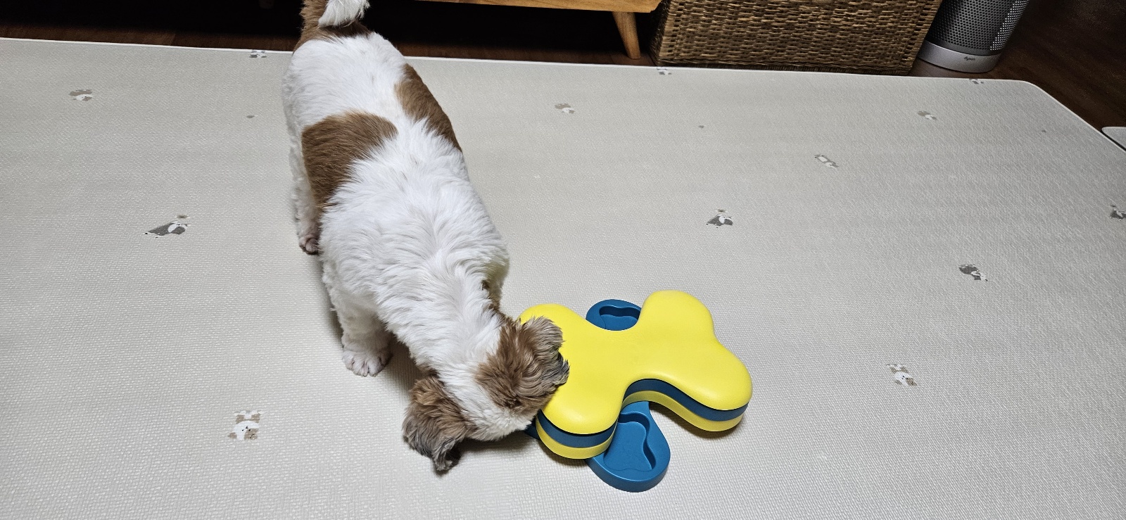 용순이 임보 세달째 소식