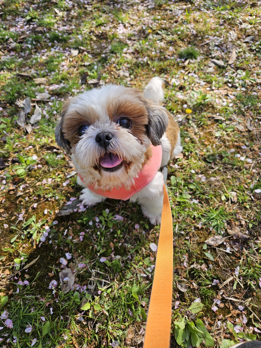 용순이 임보 세달째 소식