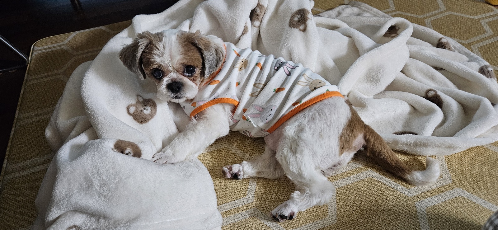 용순이 임보 세달째 소식