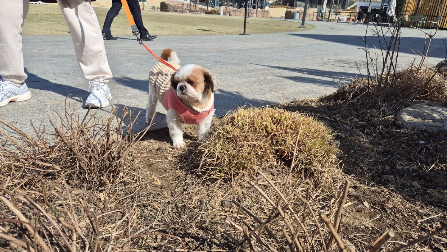 용순이 임보 세달째 소식