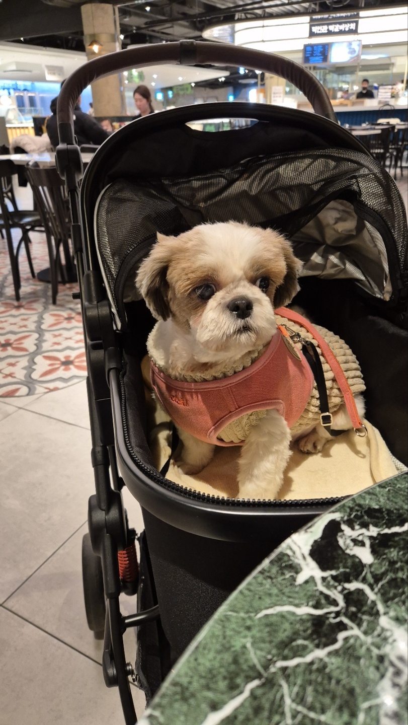 용순이 임보 세달째 소식