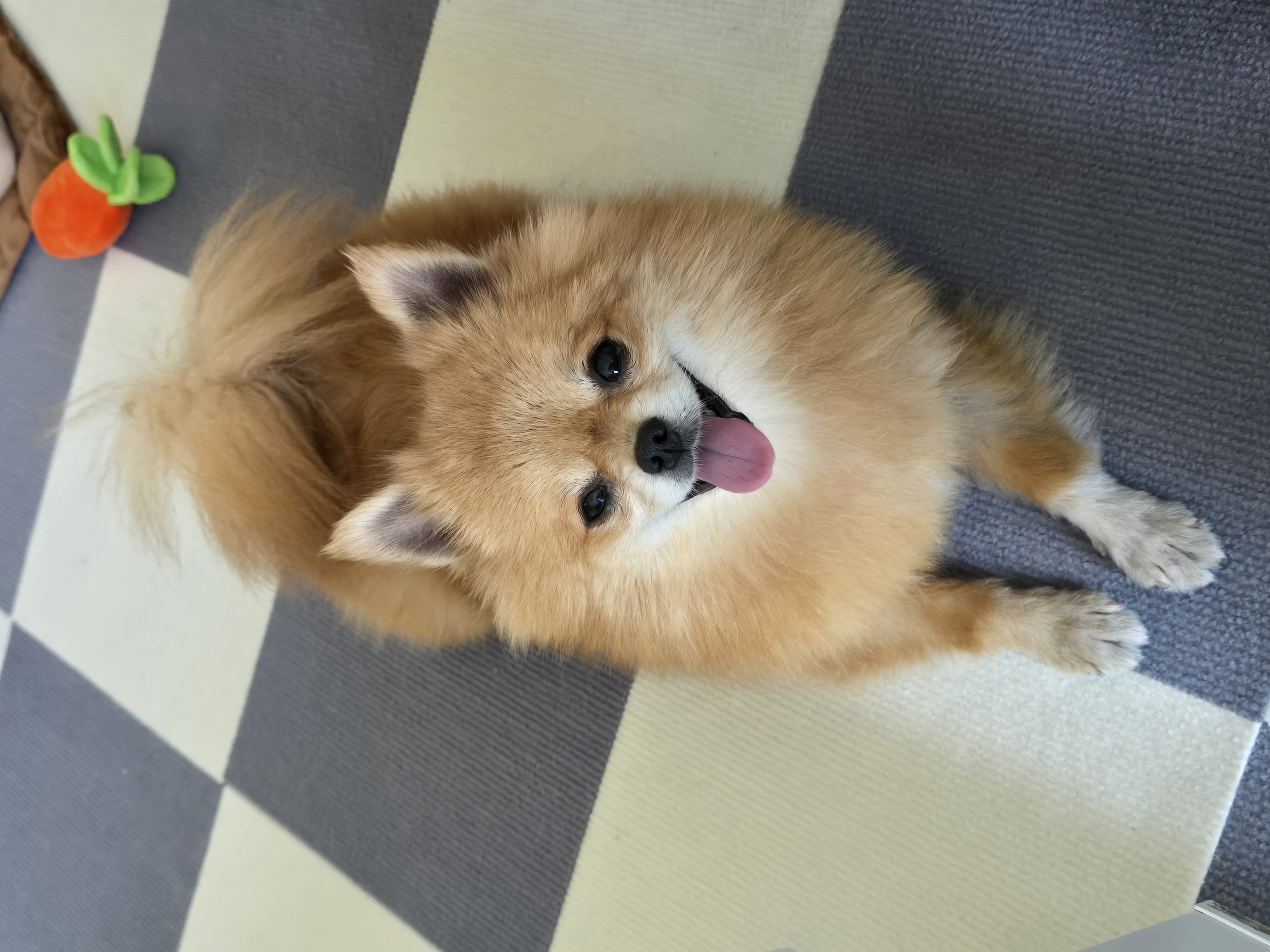 쿠키의 적응 일주일 이야기(구 뽀미)