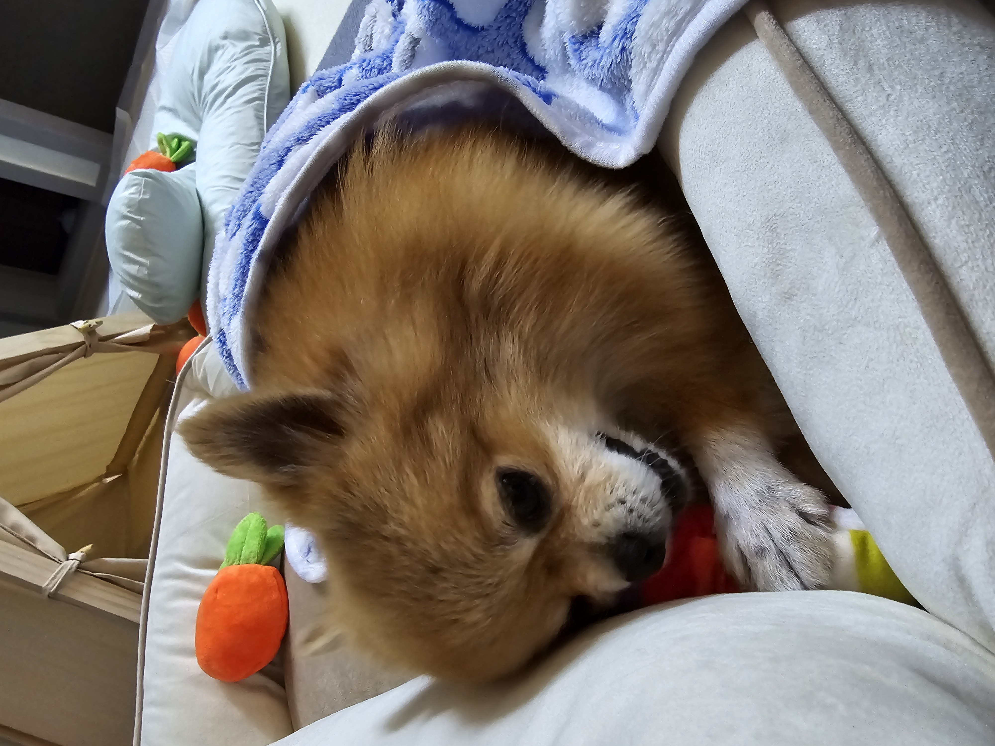 쿠키의 적응 일주일 이야기(구 뽀미)