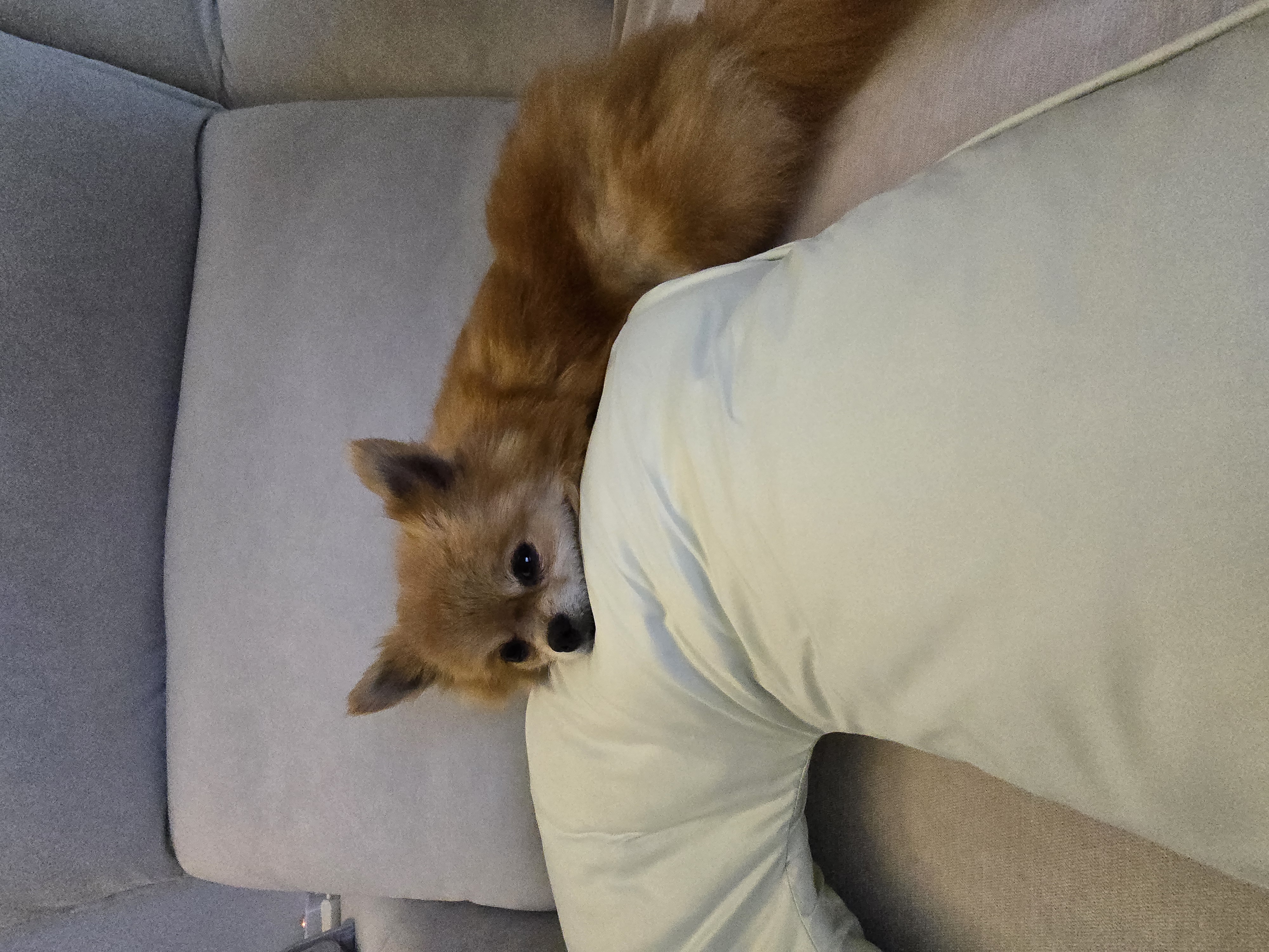 쿠키의 적응 일주일 이야기(구 뽀미)