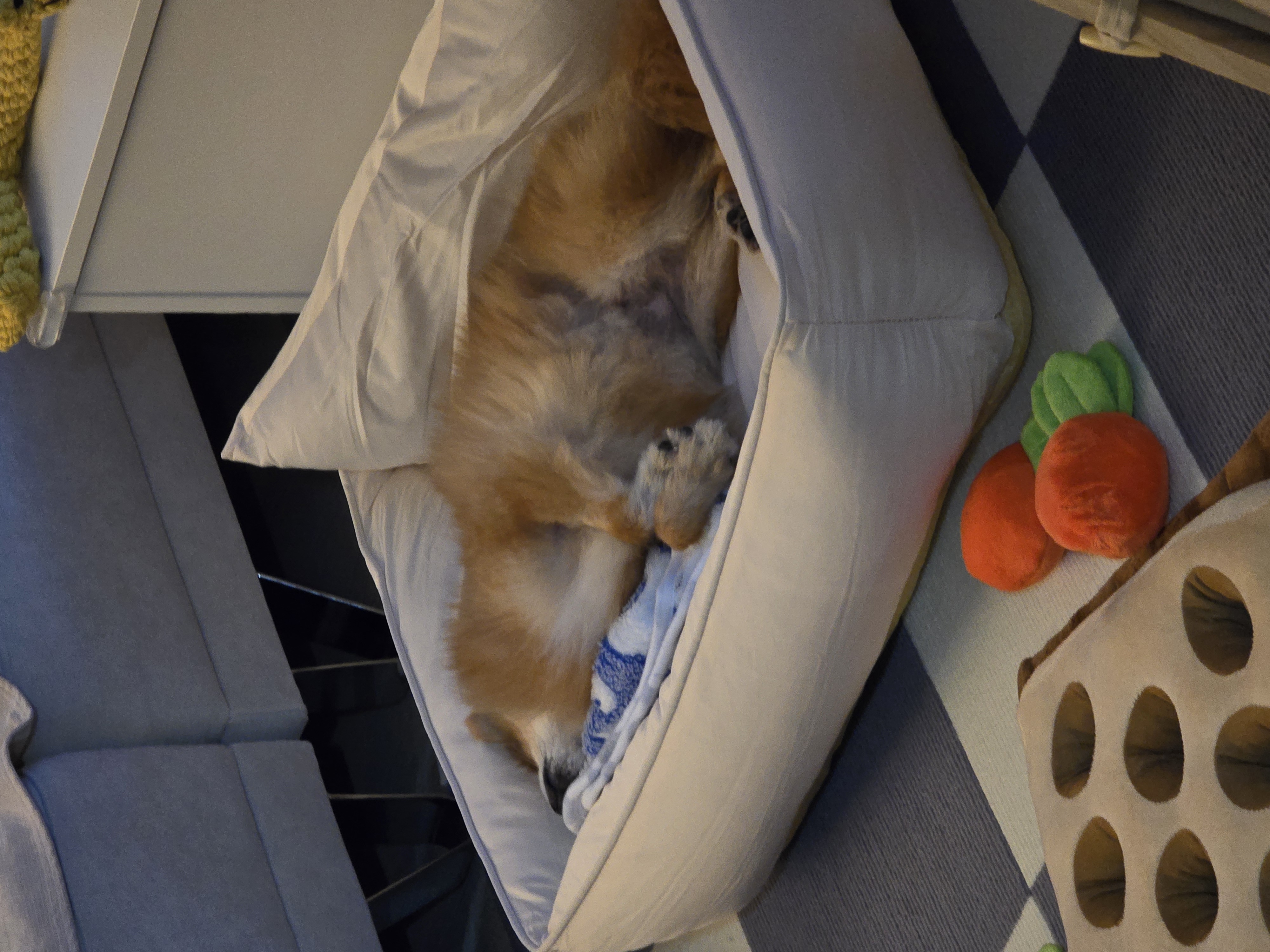 쿠키의 적응 일주일 이야기(구 뽀미)