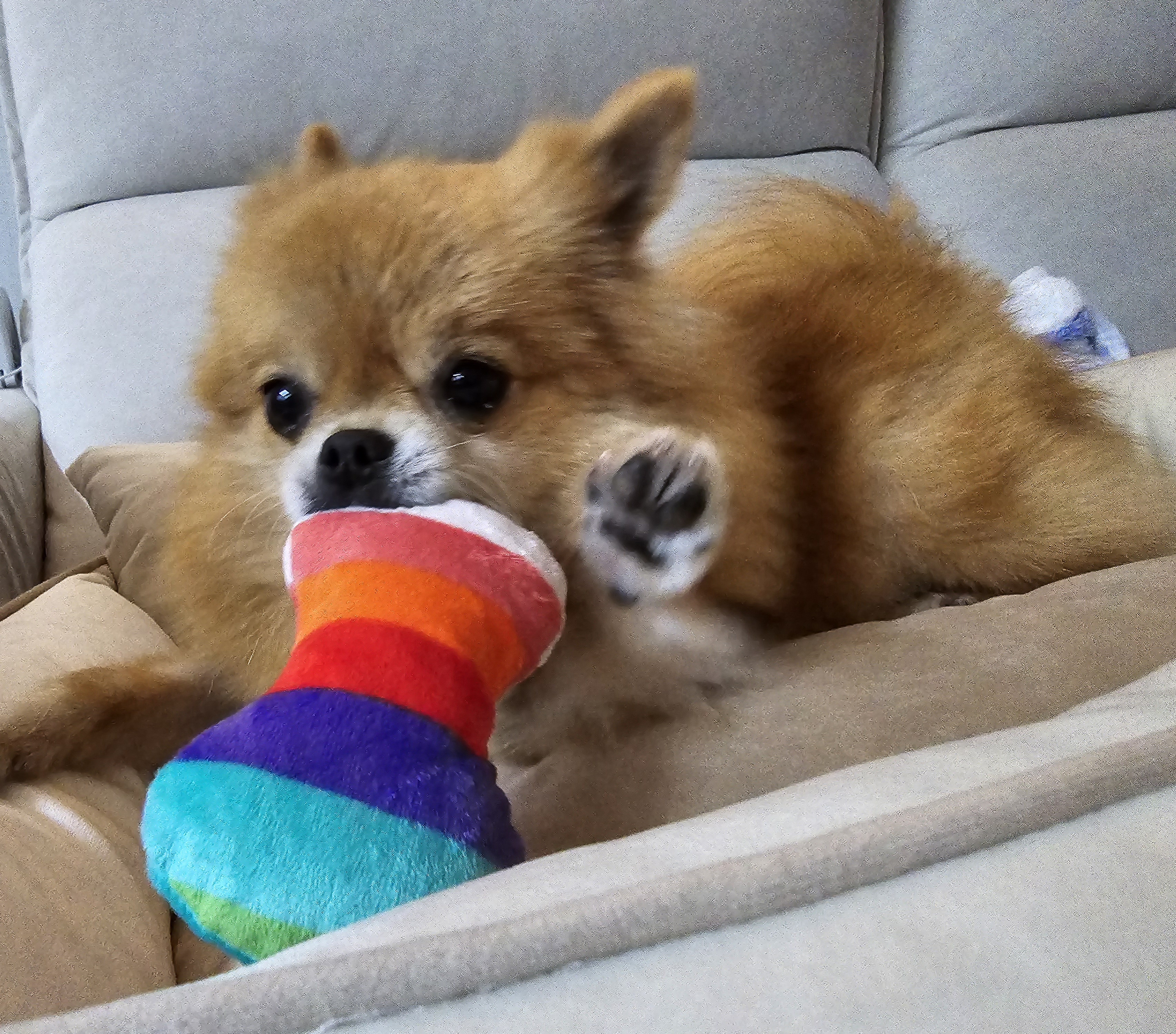 쿠키의 적응 일주일 이야기(구 뽀미)