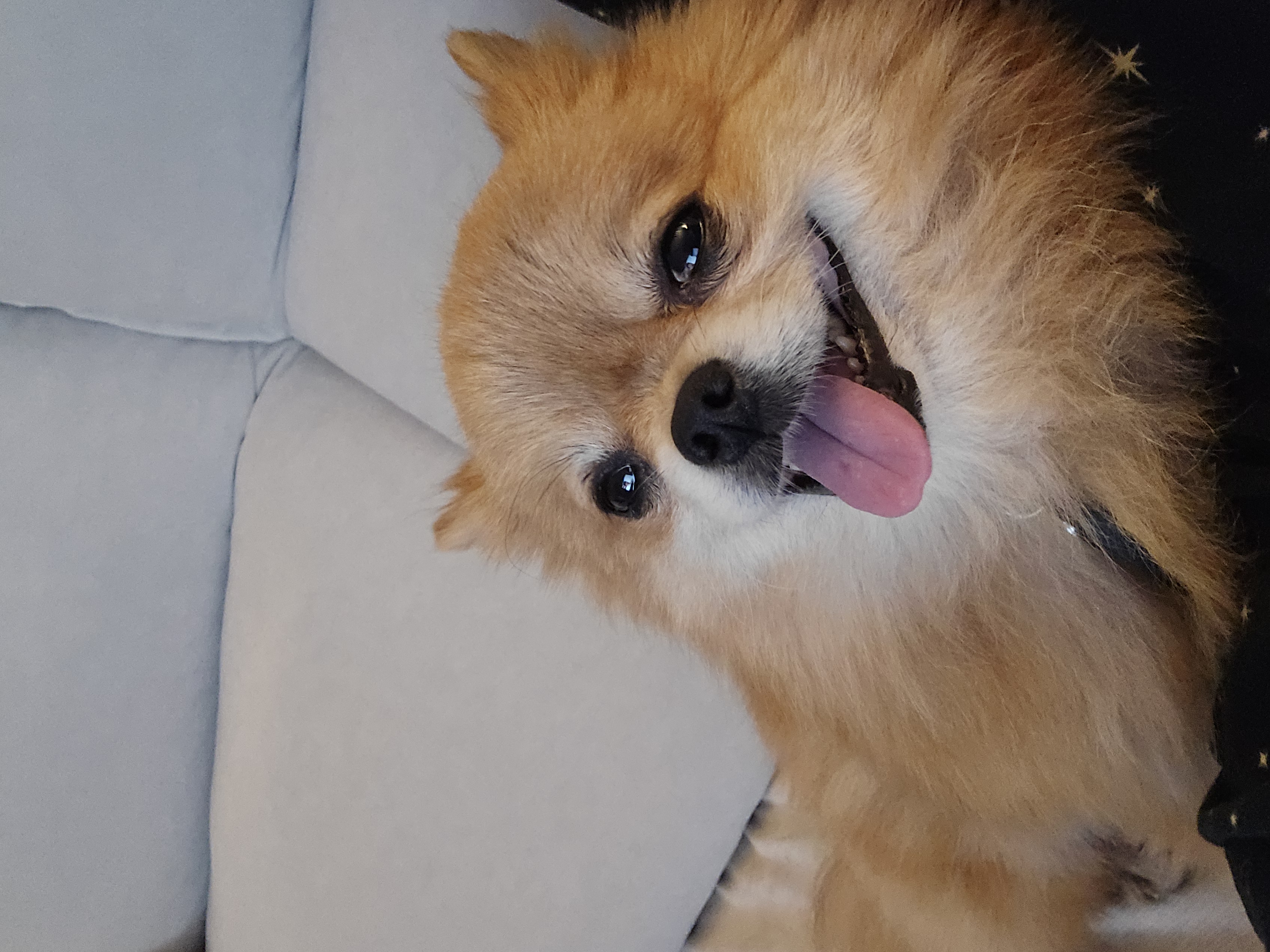 쿠키의 적응 일주일 이야기(구 뽀미)