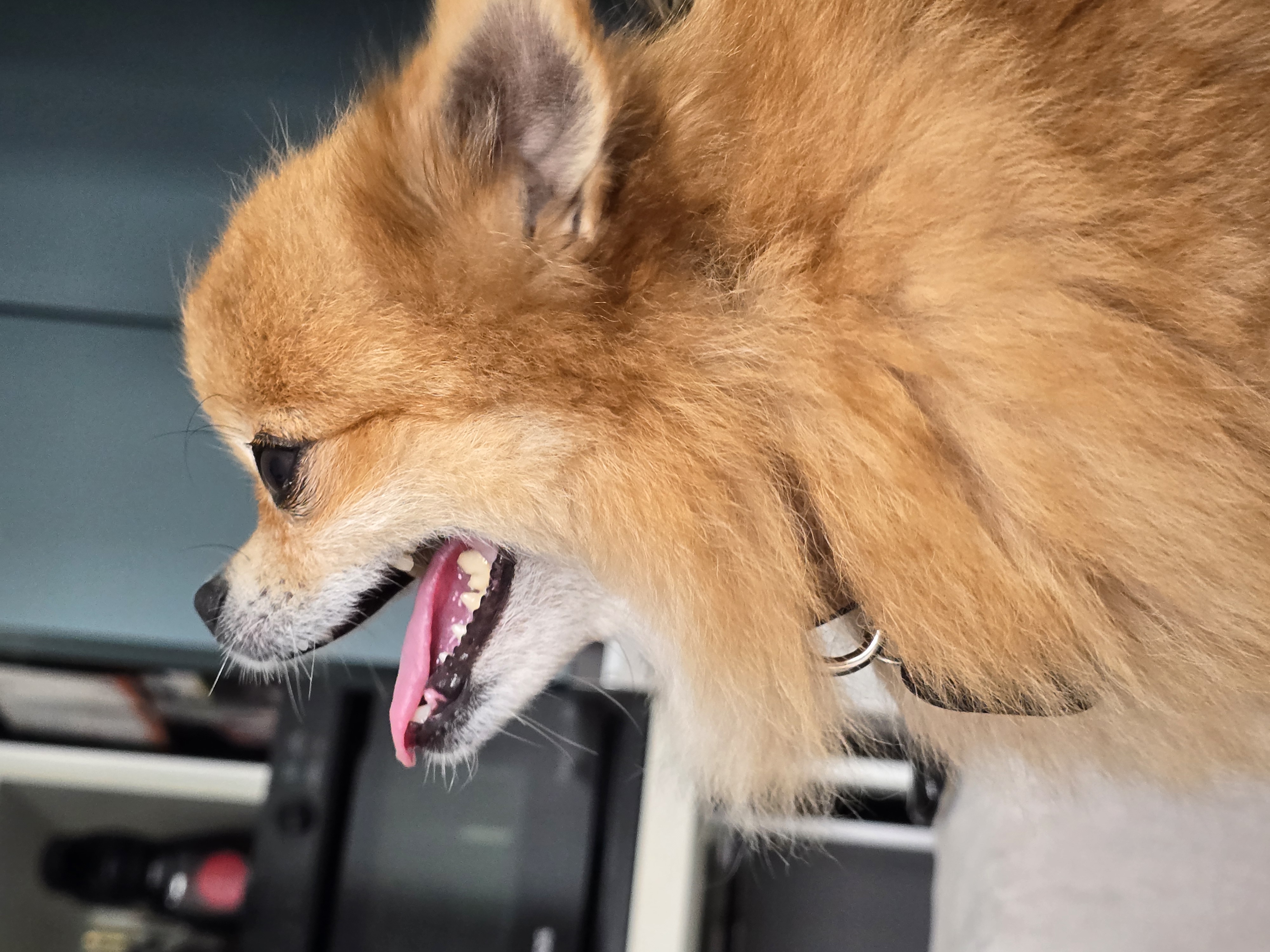 쿠키의 적응 일주일 이야기(구 뽀미)