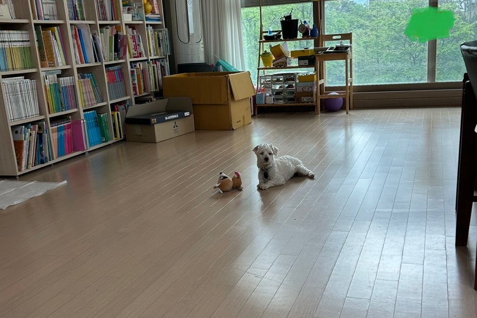 즈하 임시보호 일주일