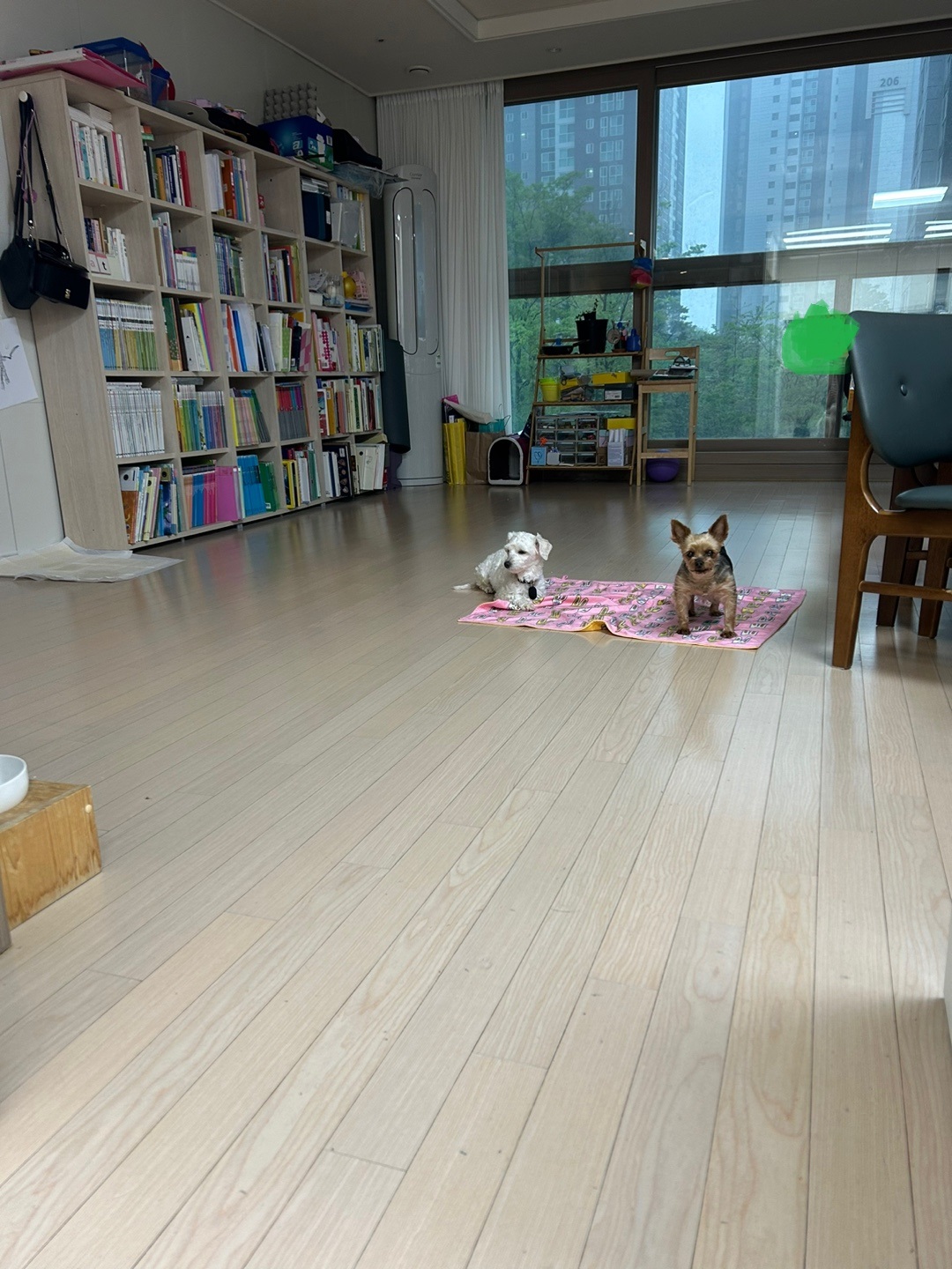 즈하 임시보호 일주일