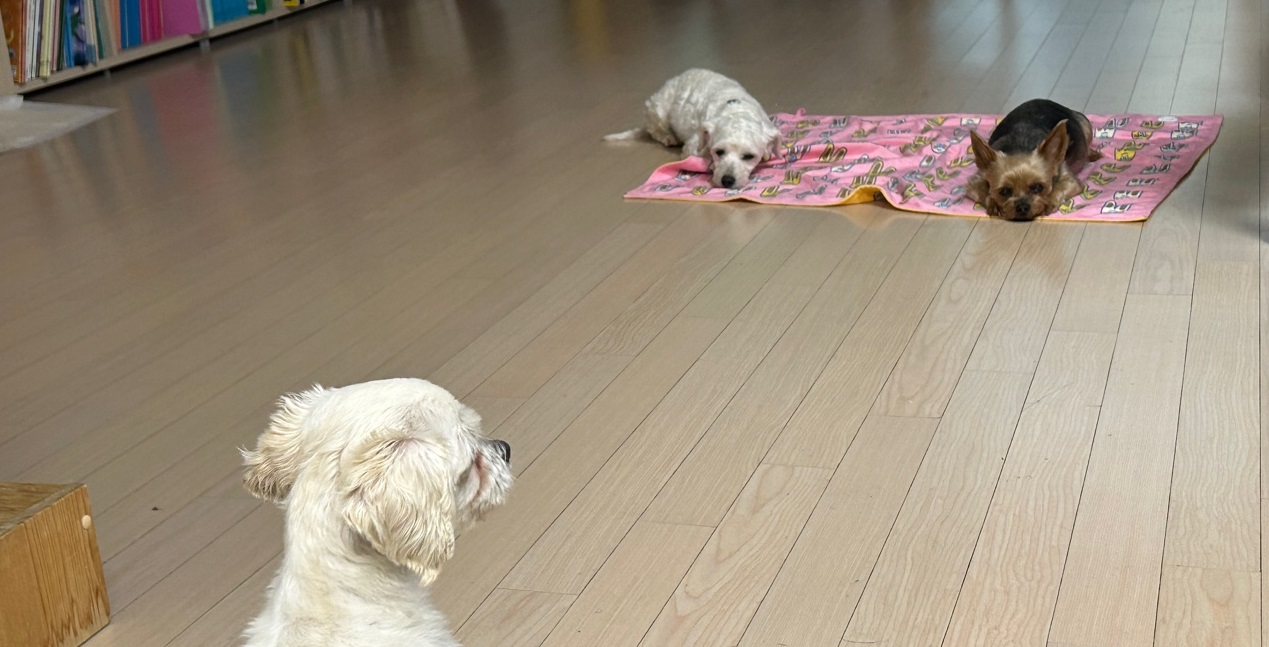 즈하 임시보호 일주일