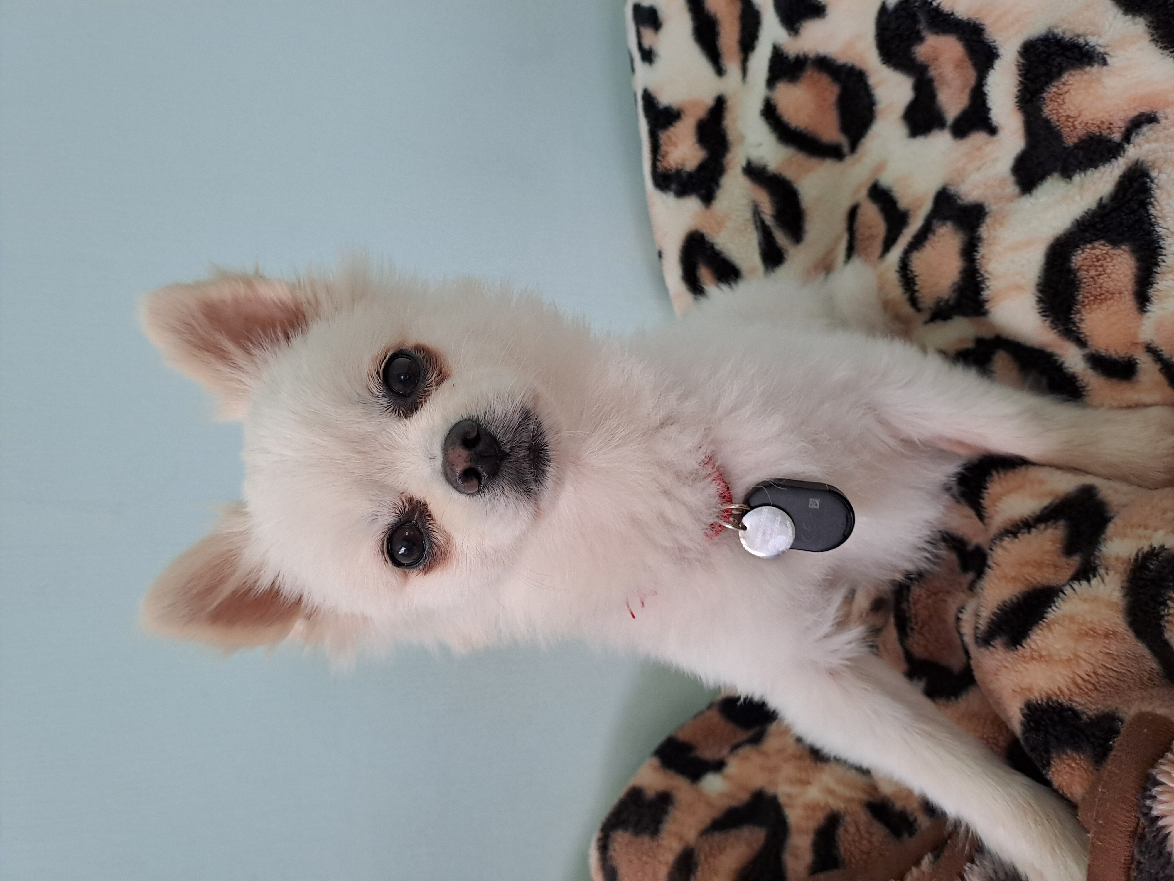 입양후 한달 아크