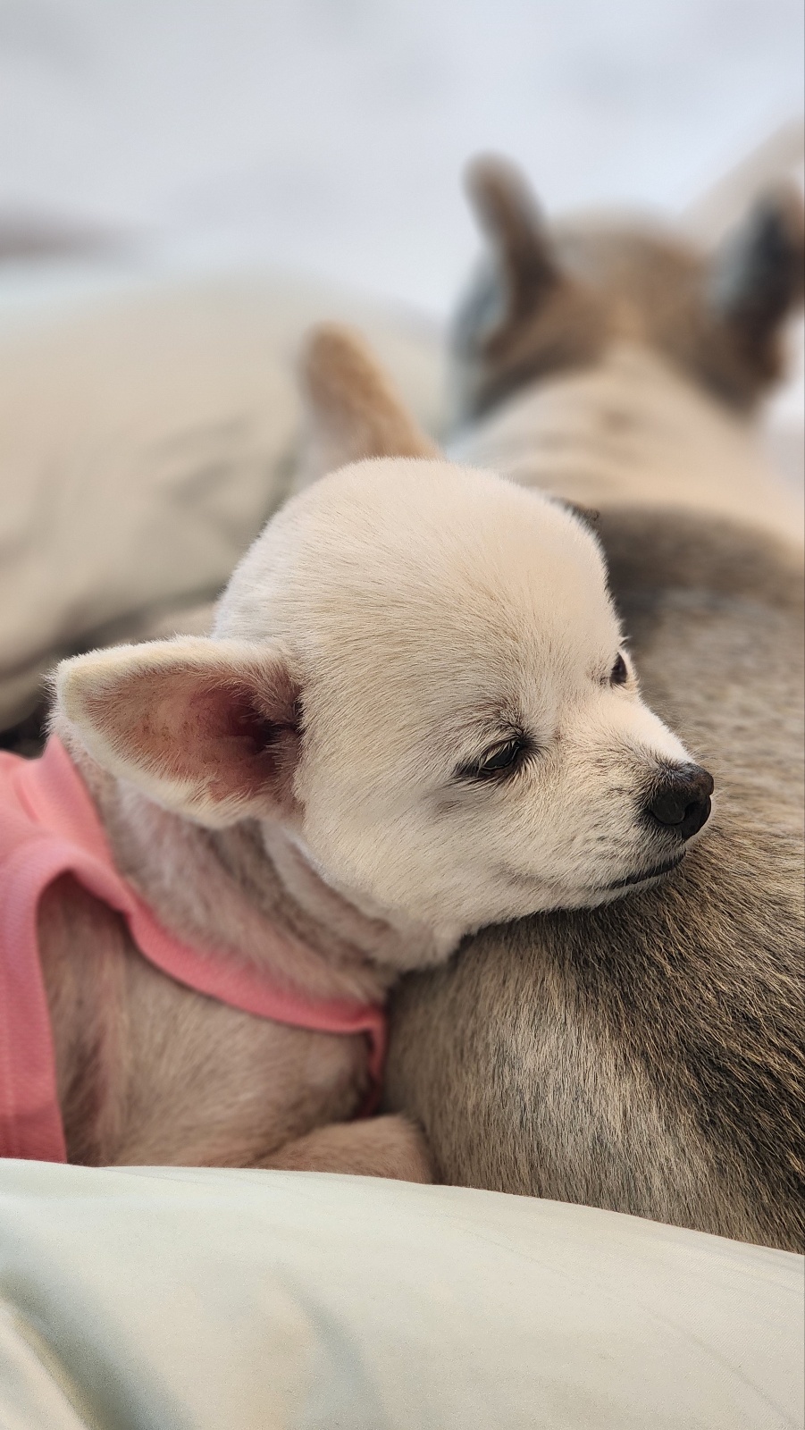 뽀노 임모일기 :)