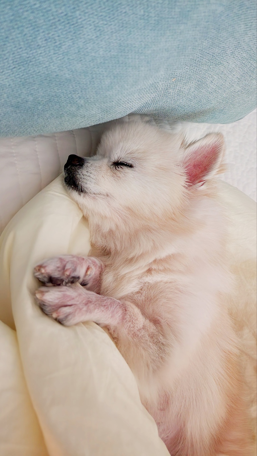 뽀노 임모일기 :)