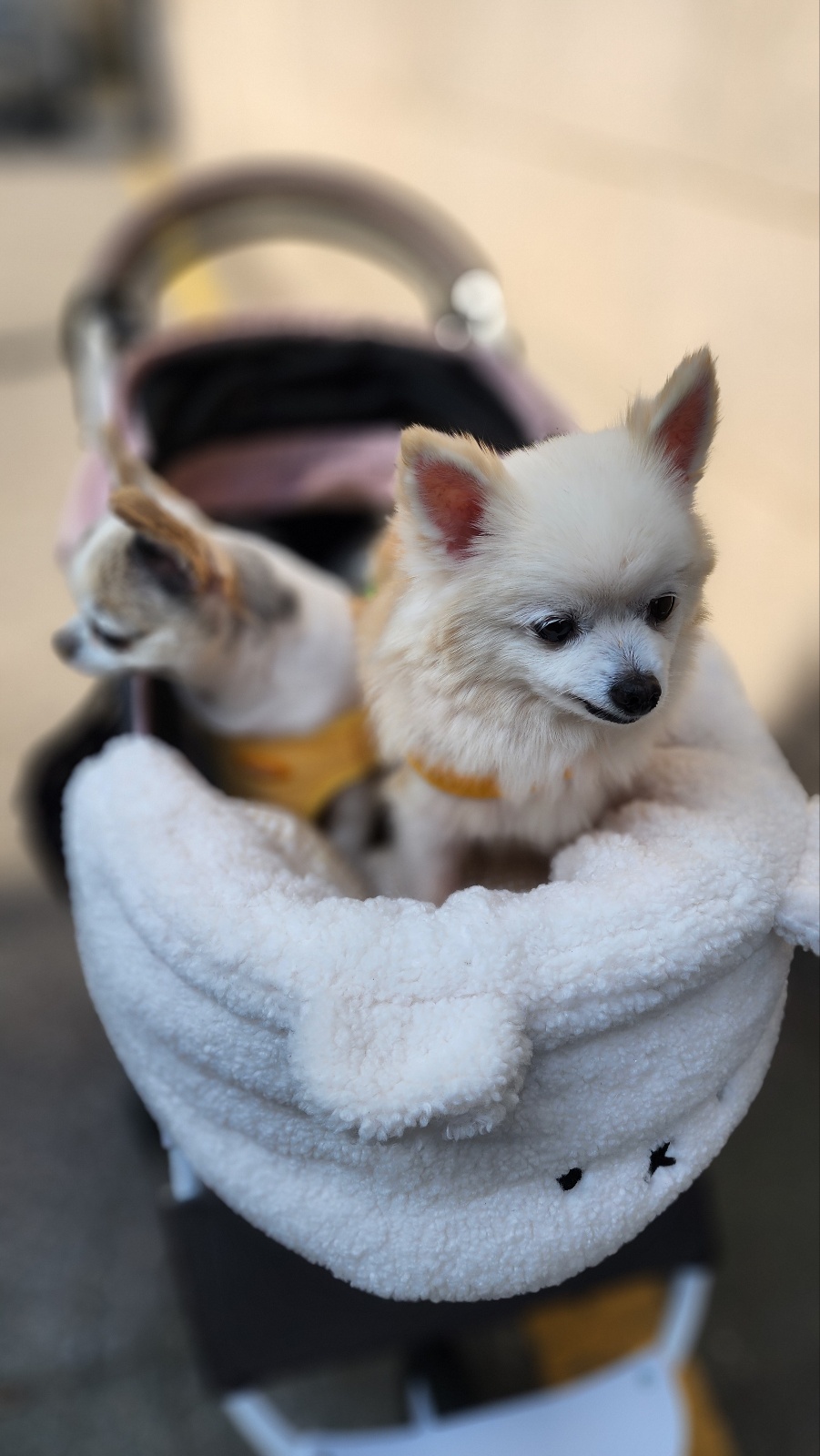 뽀노 임모일기 :)