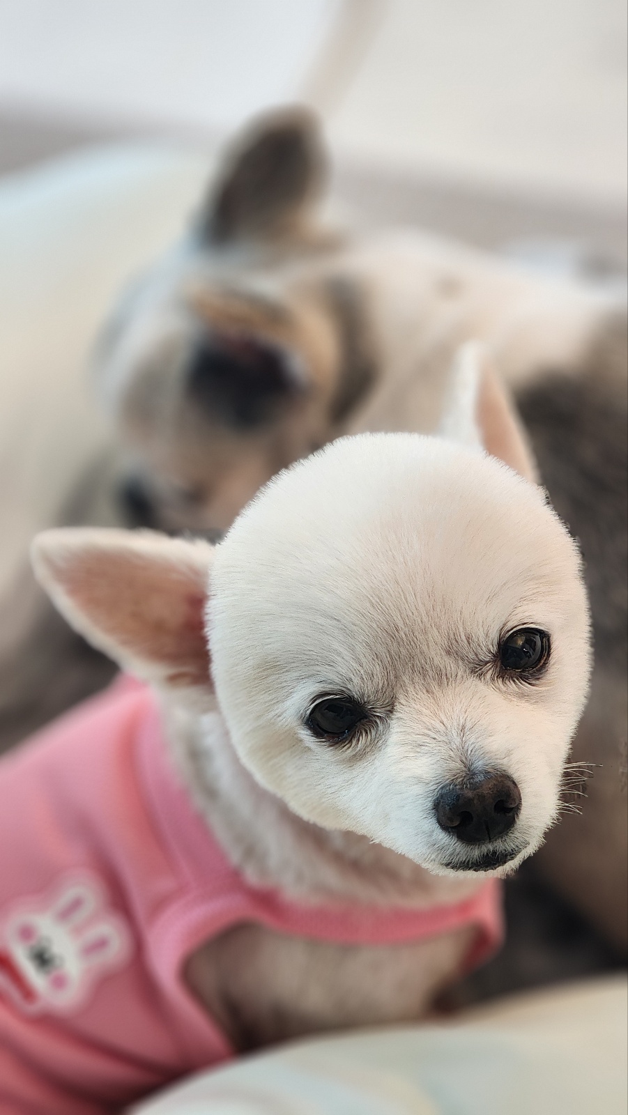 뽀노 임모일기 :)