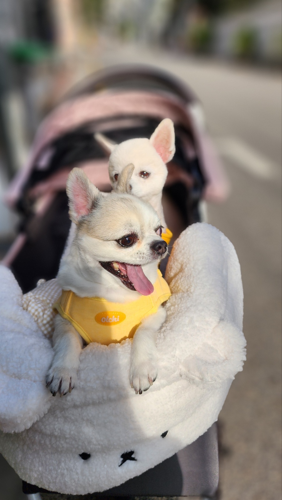 뽀노 임모일기 :)