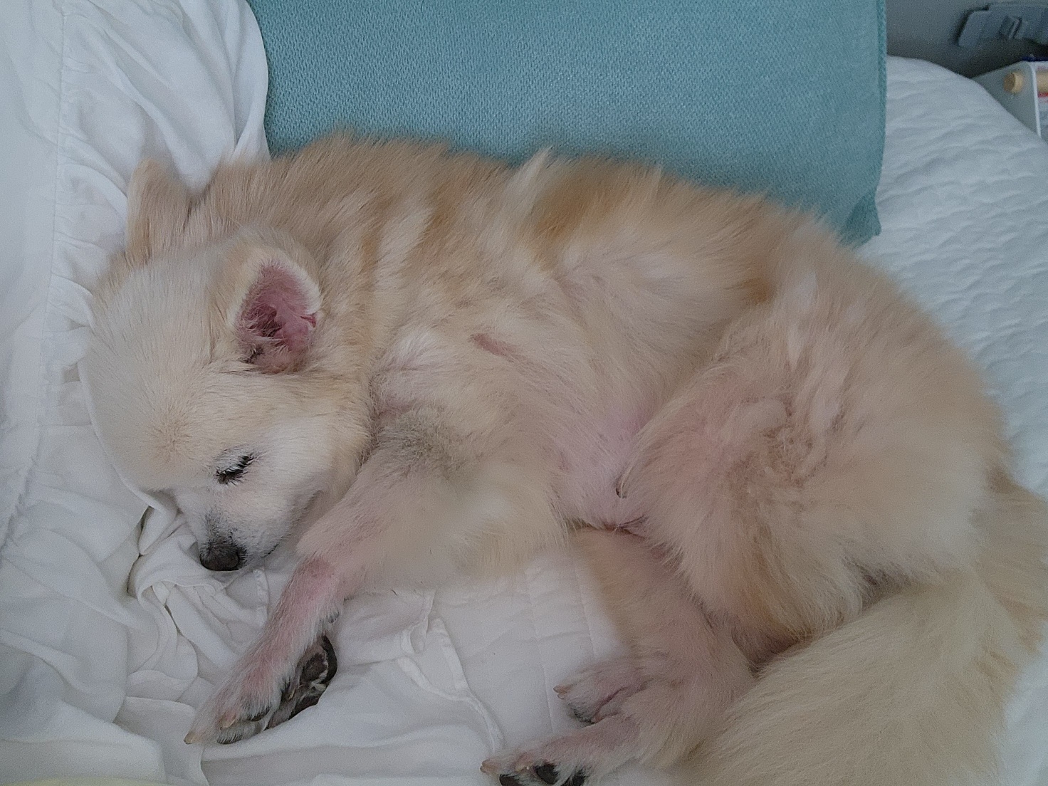 뽀노 임모일기 :)