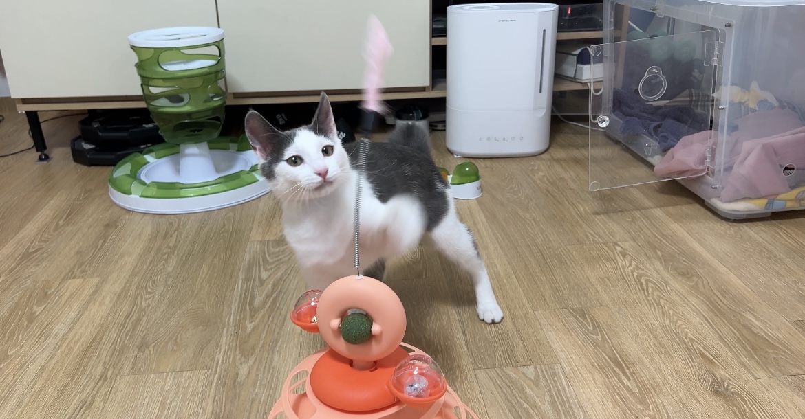 미료(나봄이) 입양전제 임시보호 1개월차