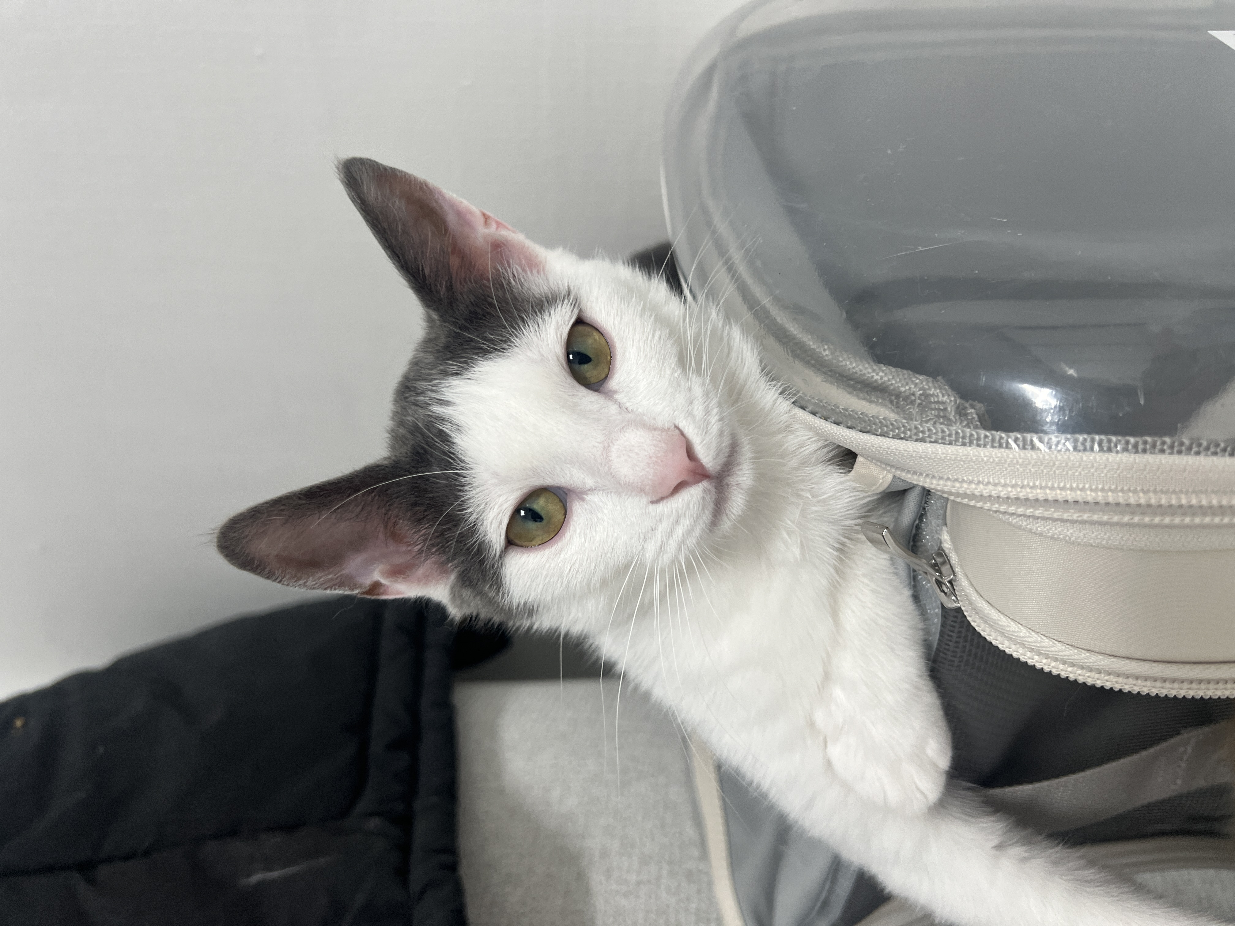 미료(나봄이) 입양전제 임시보호 1개월차