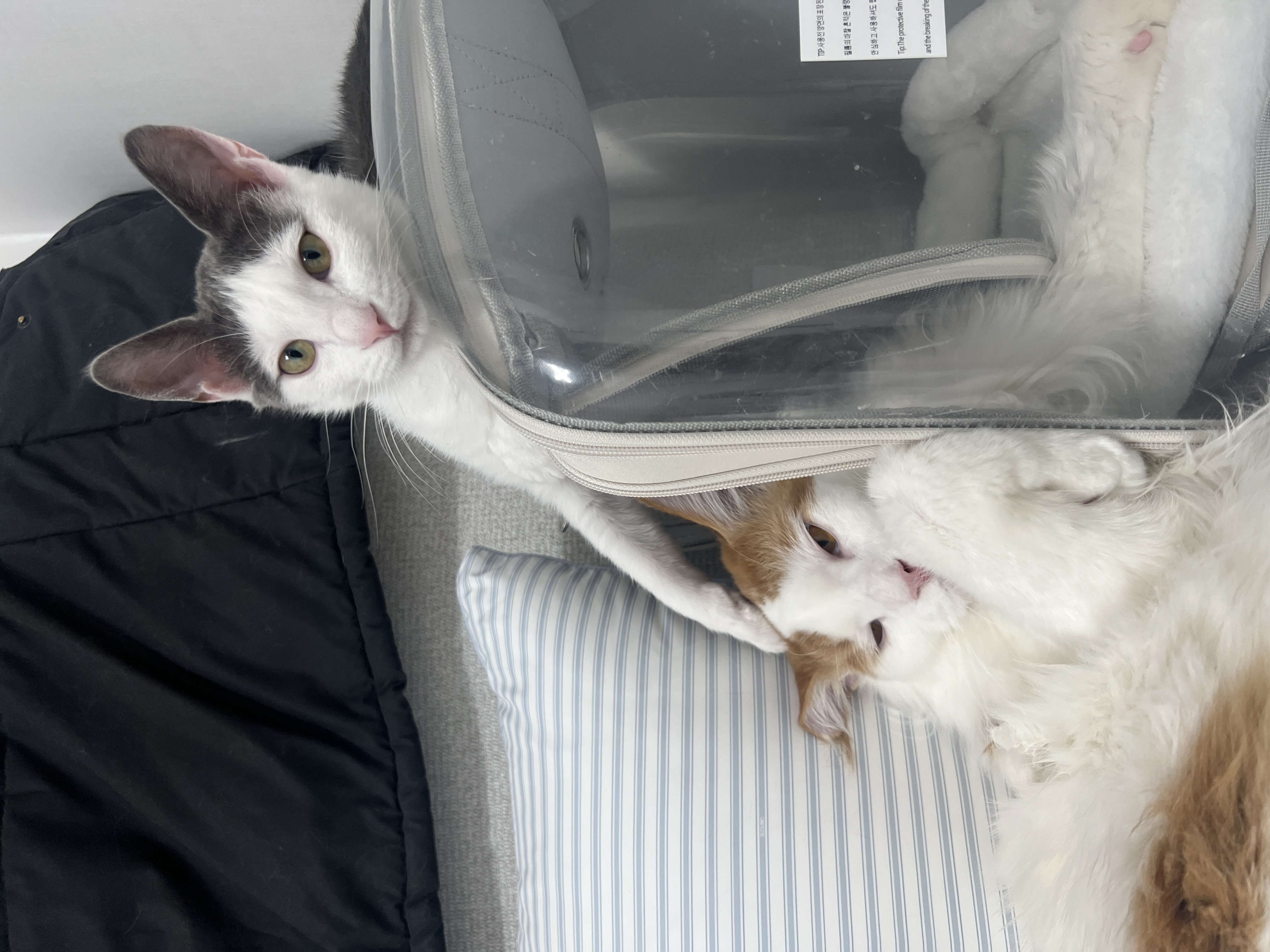 미료(나봄이) 입양전제 임시보호 1개월차