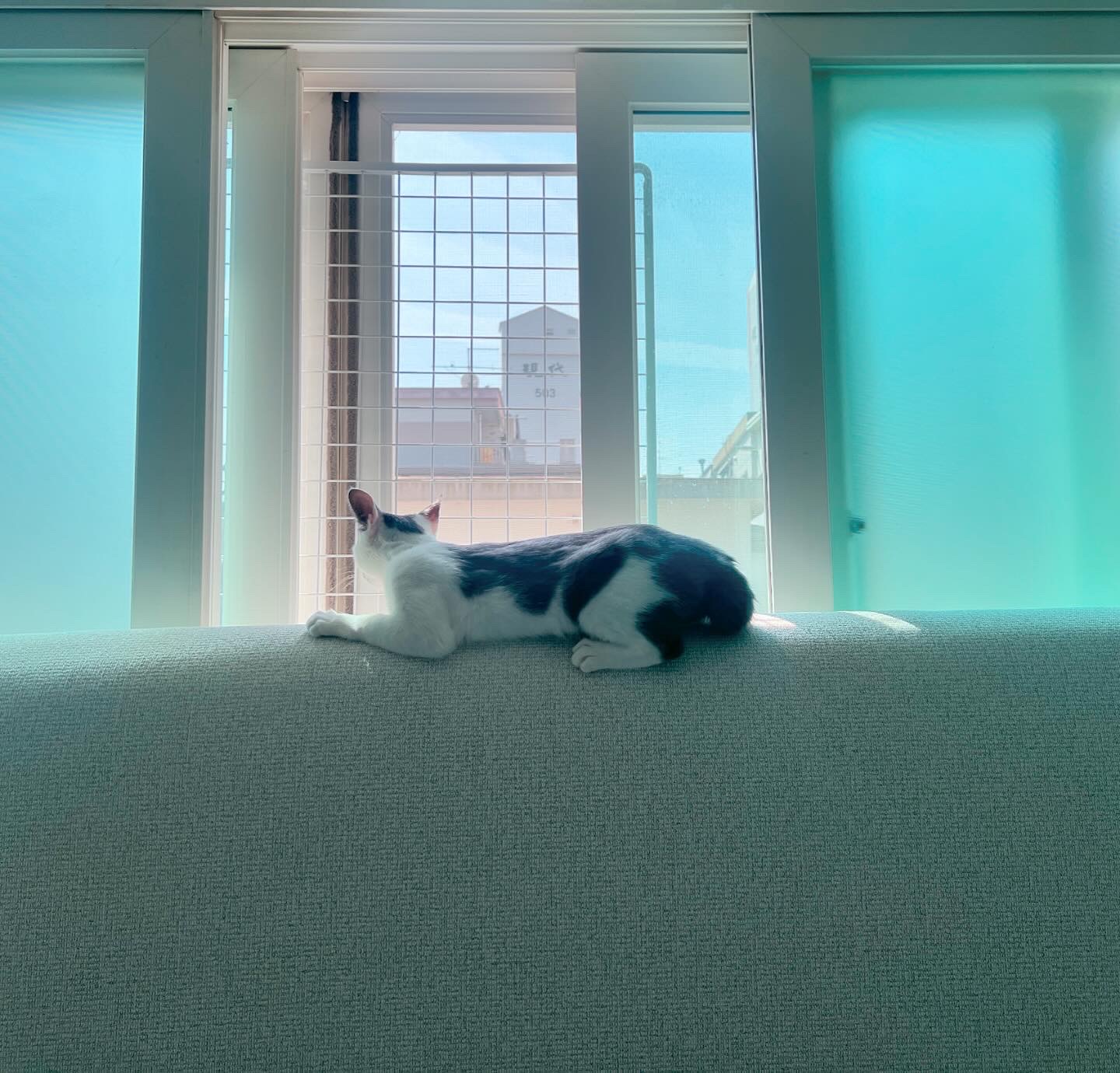 미료(나봄이) 입양전제 임시보호 1개월차