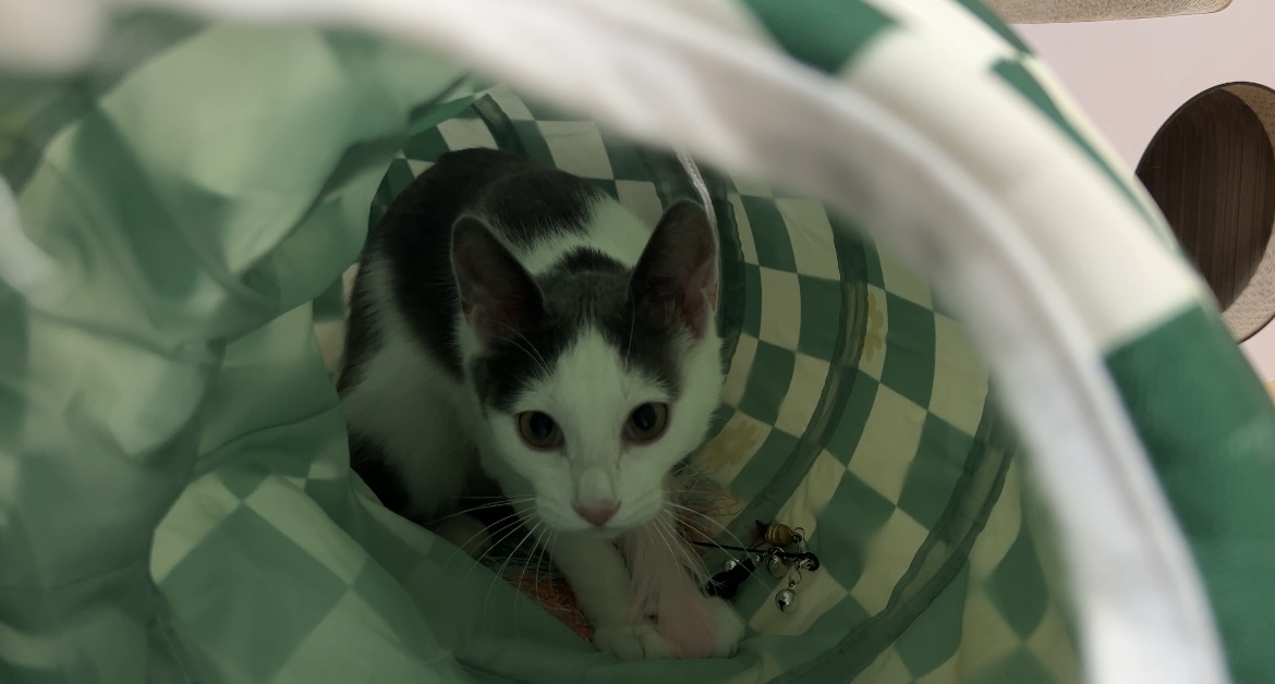 미료(나봄이) 입양전제 임시보호 1개월차