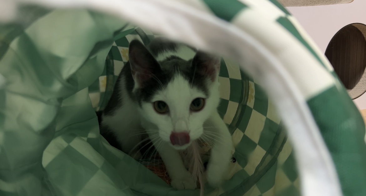 미료(나봄이) 입양전제 임시보호 1개월차