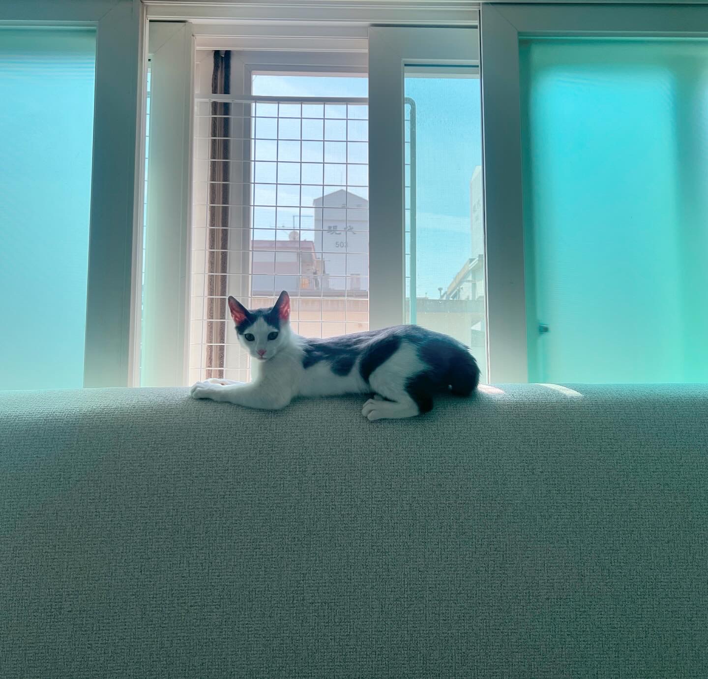 미료(나봄이) 입양전제 임시보호 1개월차