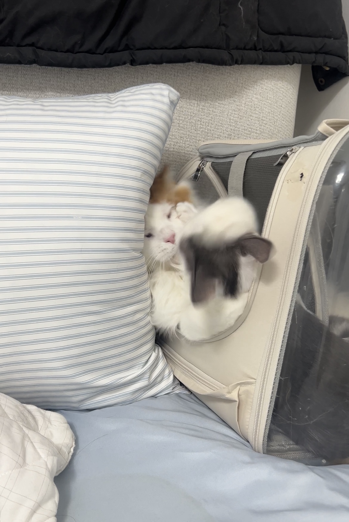 미료(나봄이) 입양전제 임시보호 1개월차