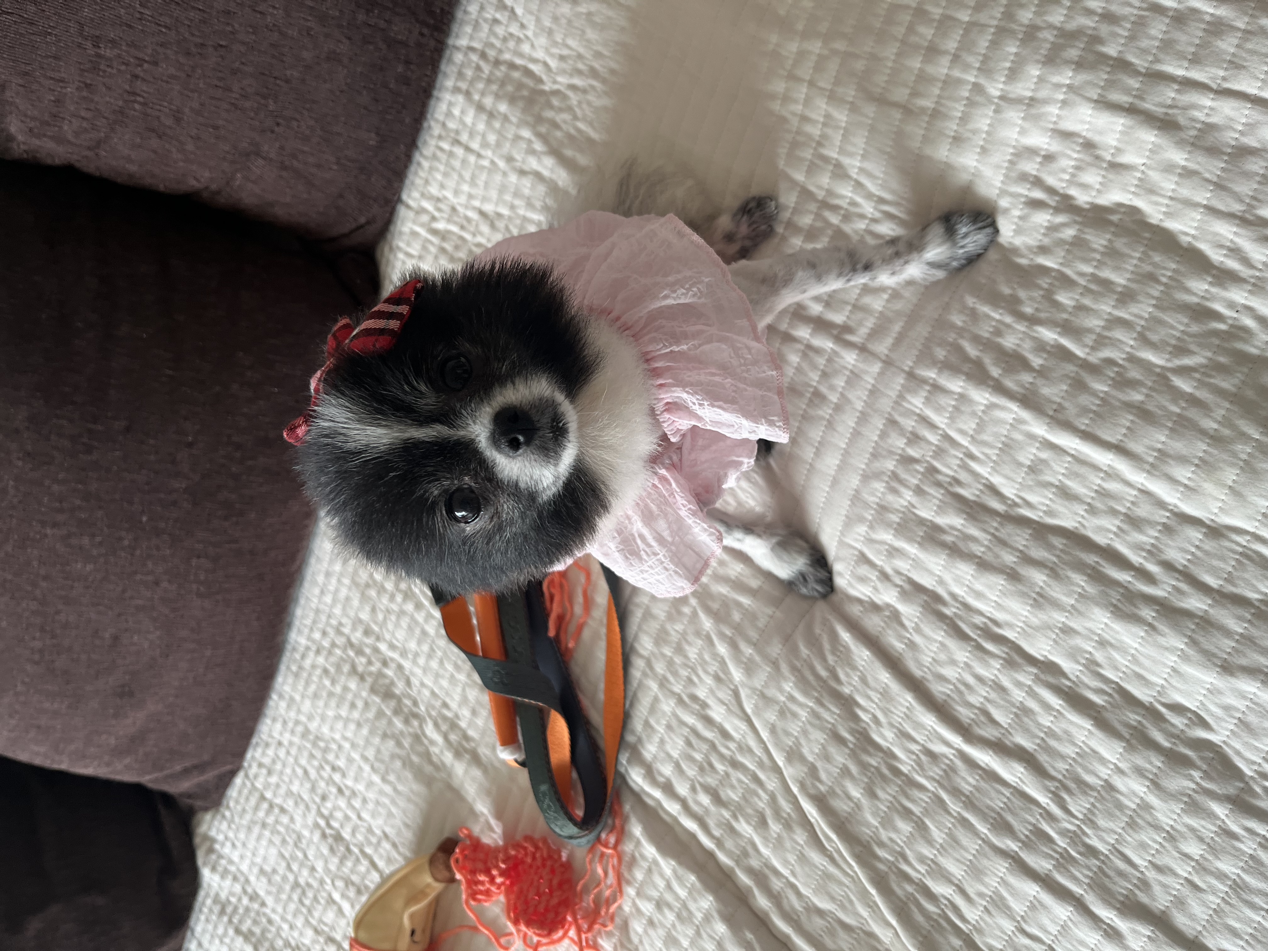 보령번식장 퐁퐁이예요~