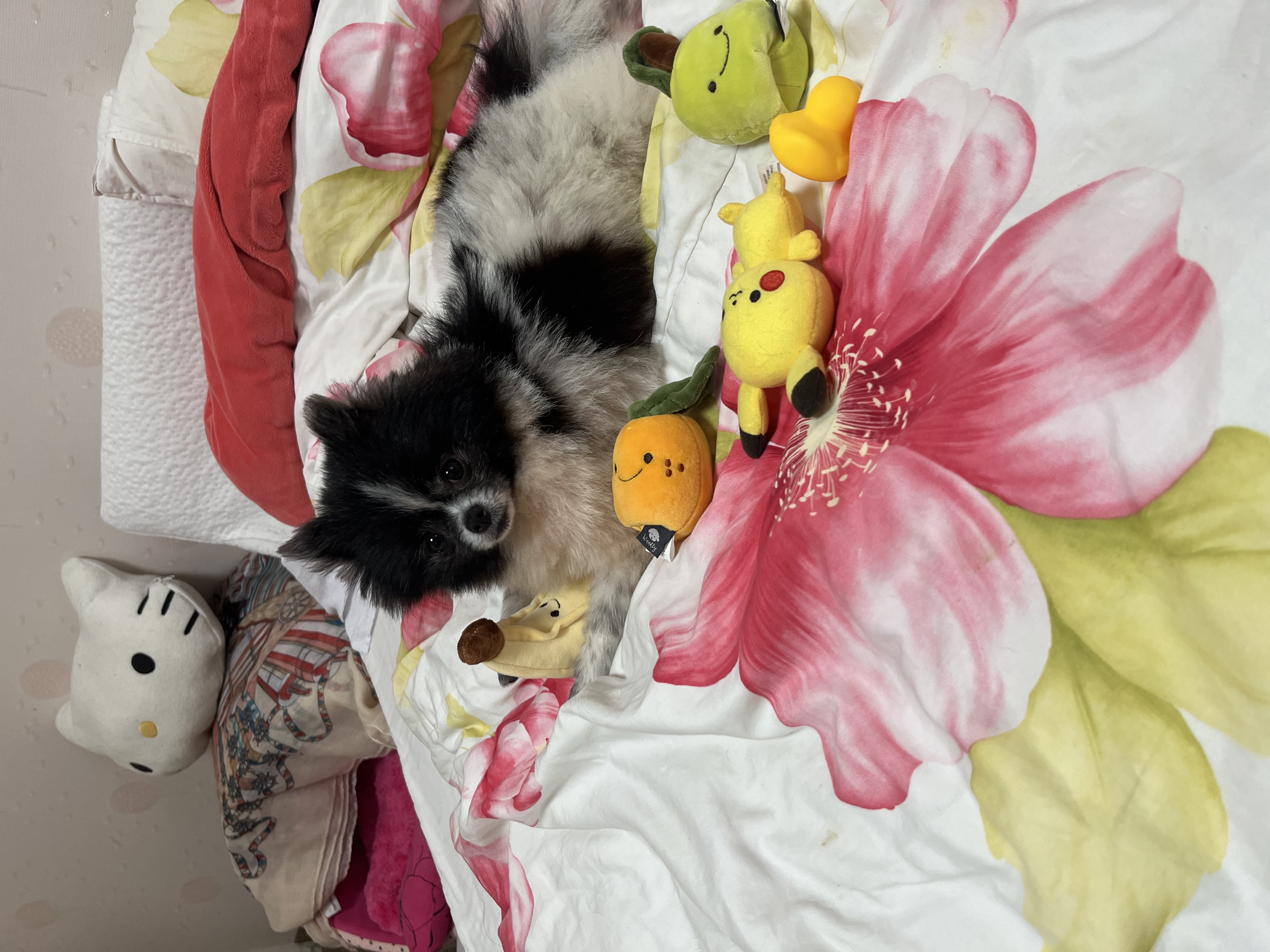 보령번식장 퐁퐁이예요~