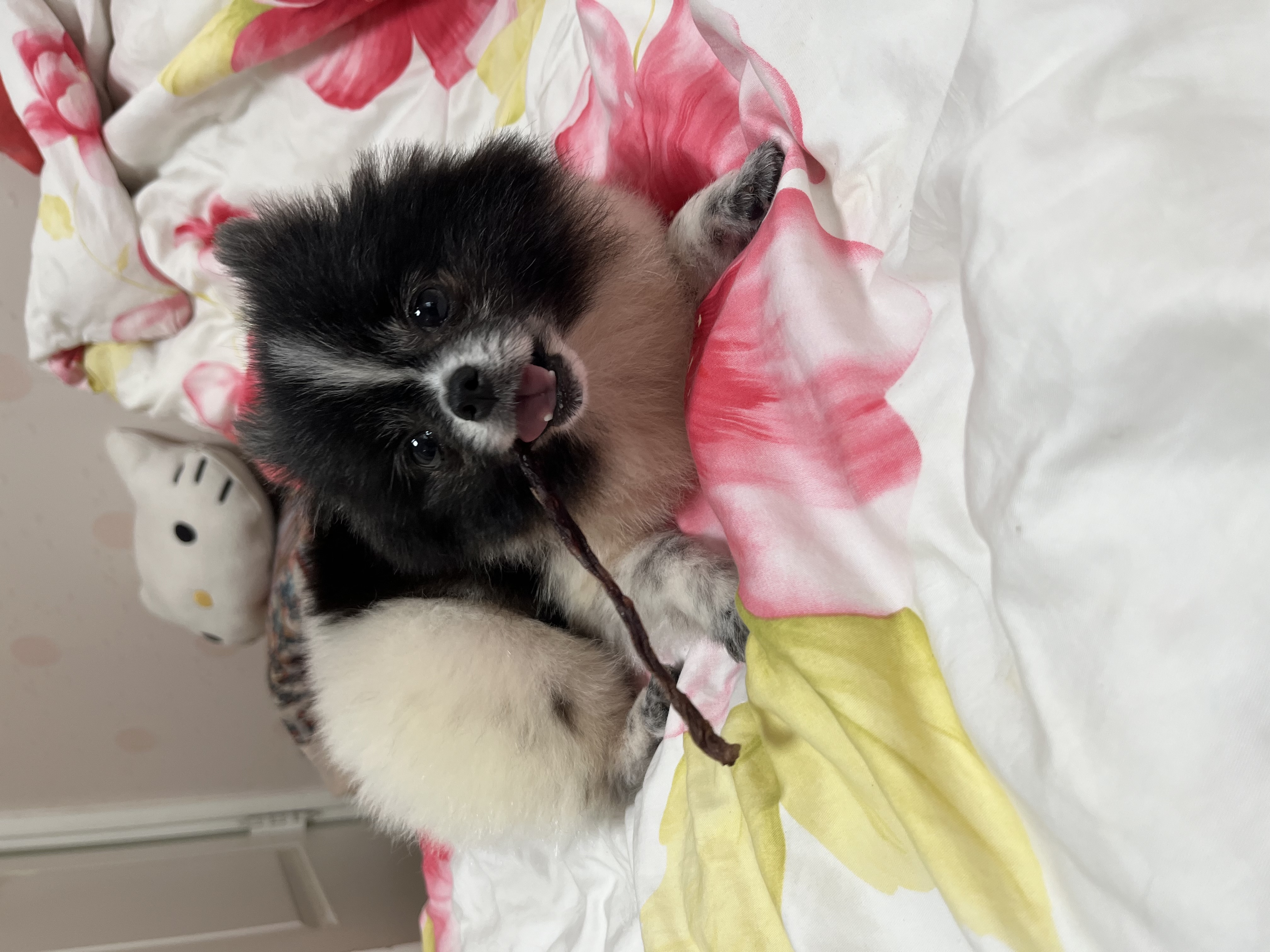 보령번식장 퐁퐁이예요~