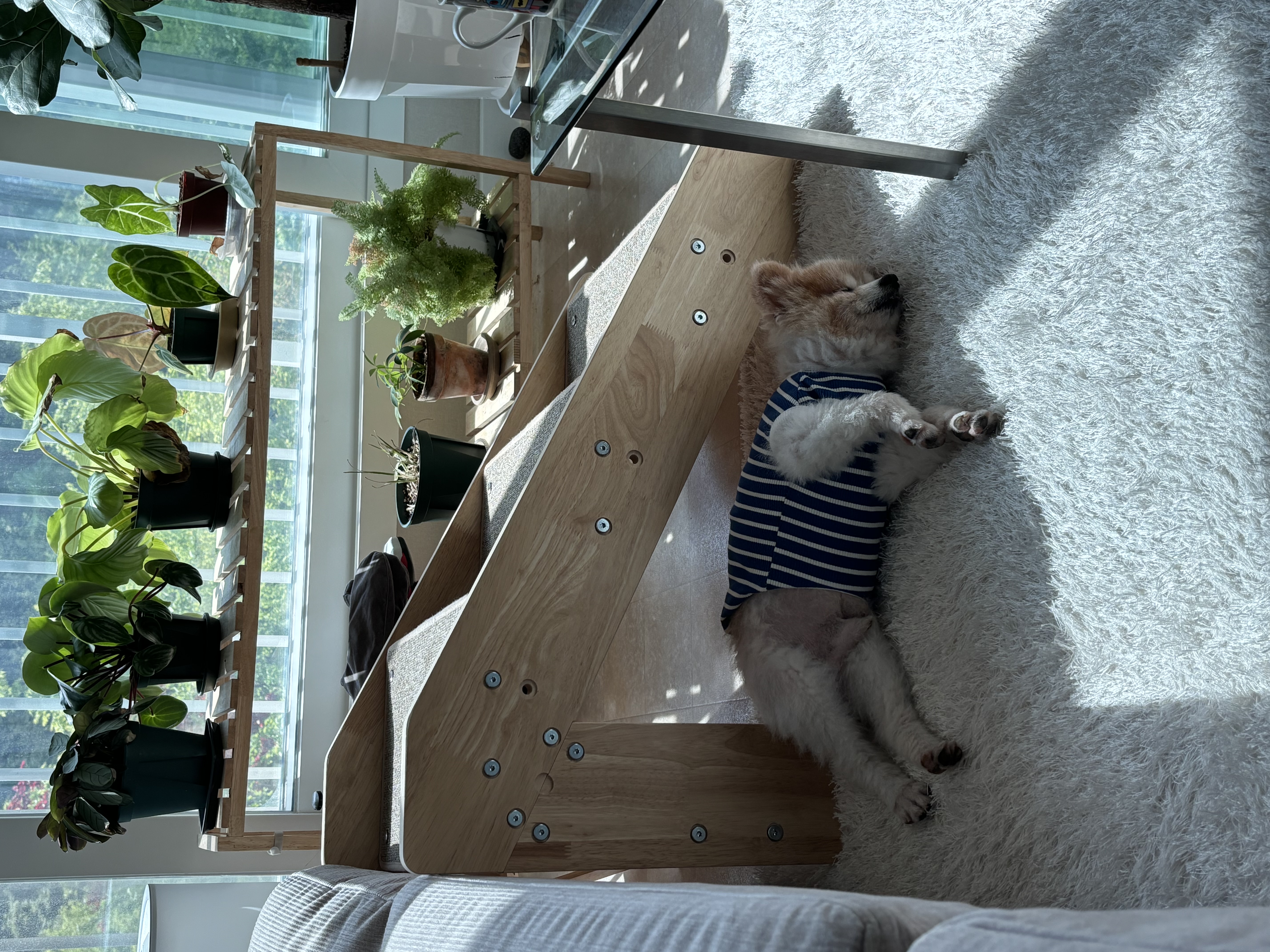 포리 임시보호 1주일차