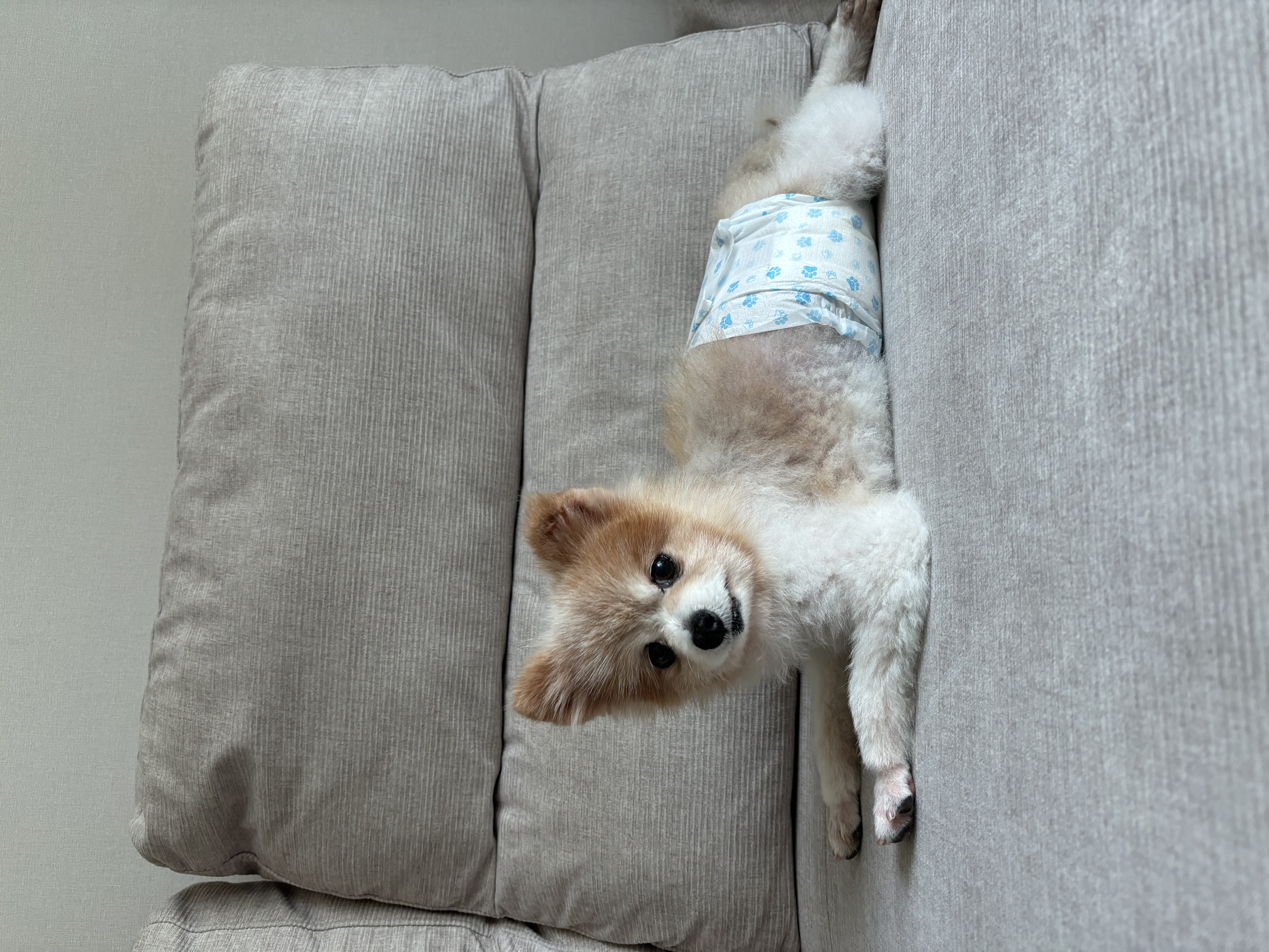 포리 임시보호 1주일차