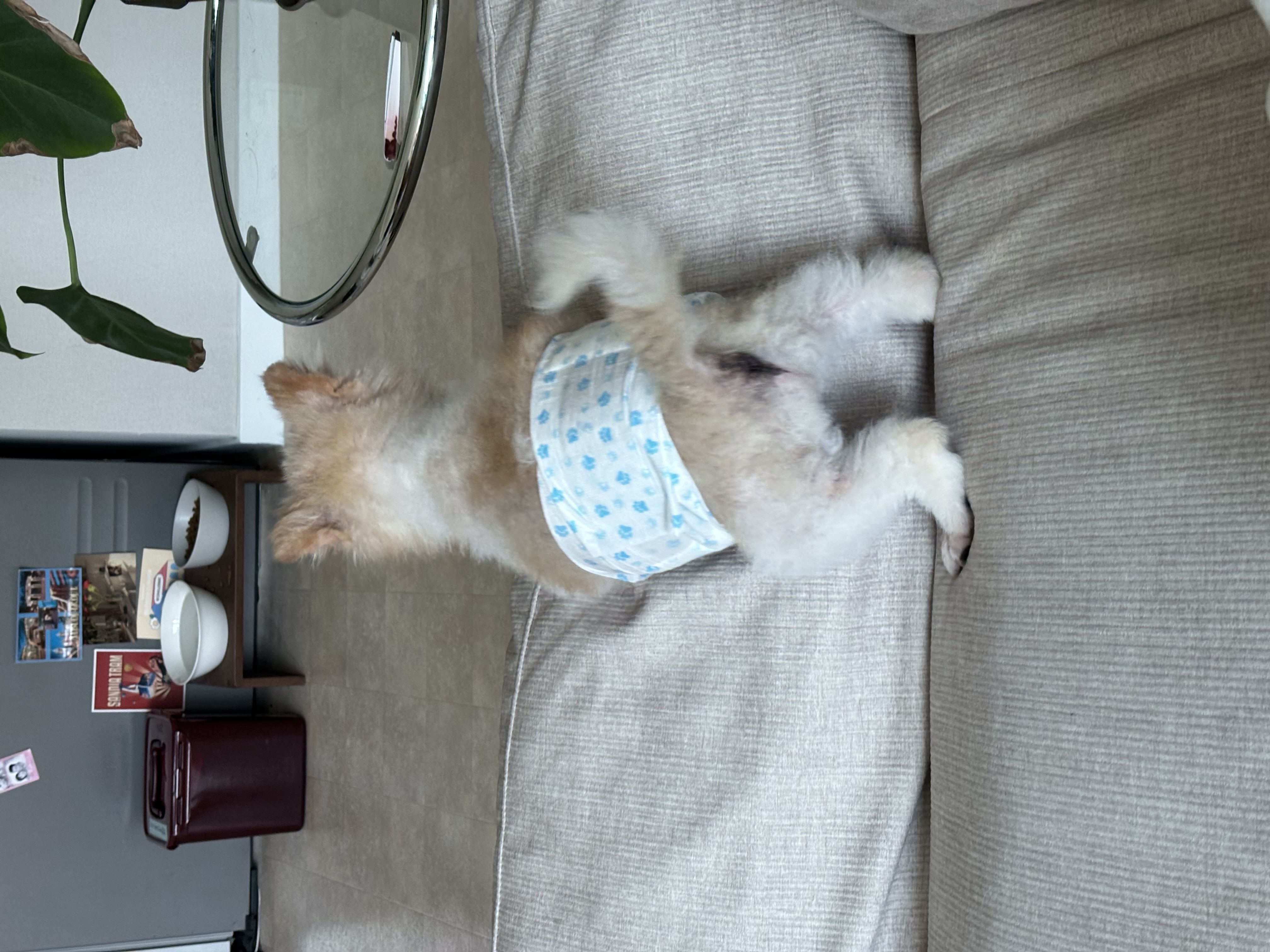 포리 임시보호 1주일차