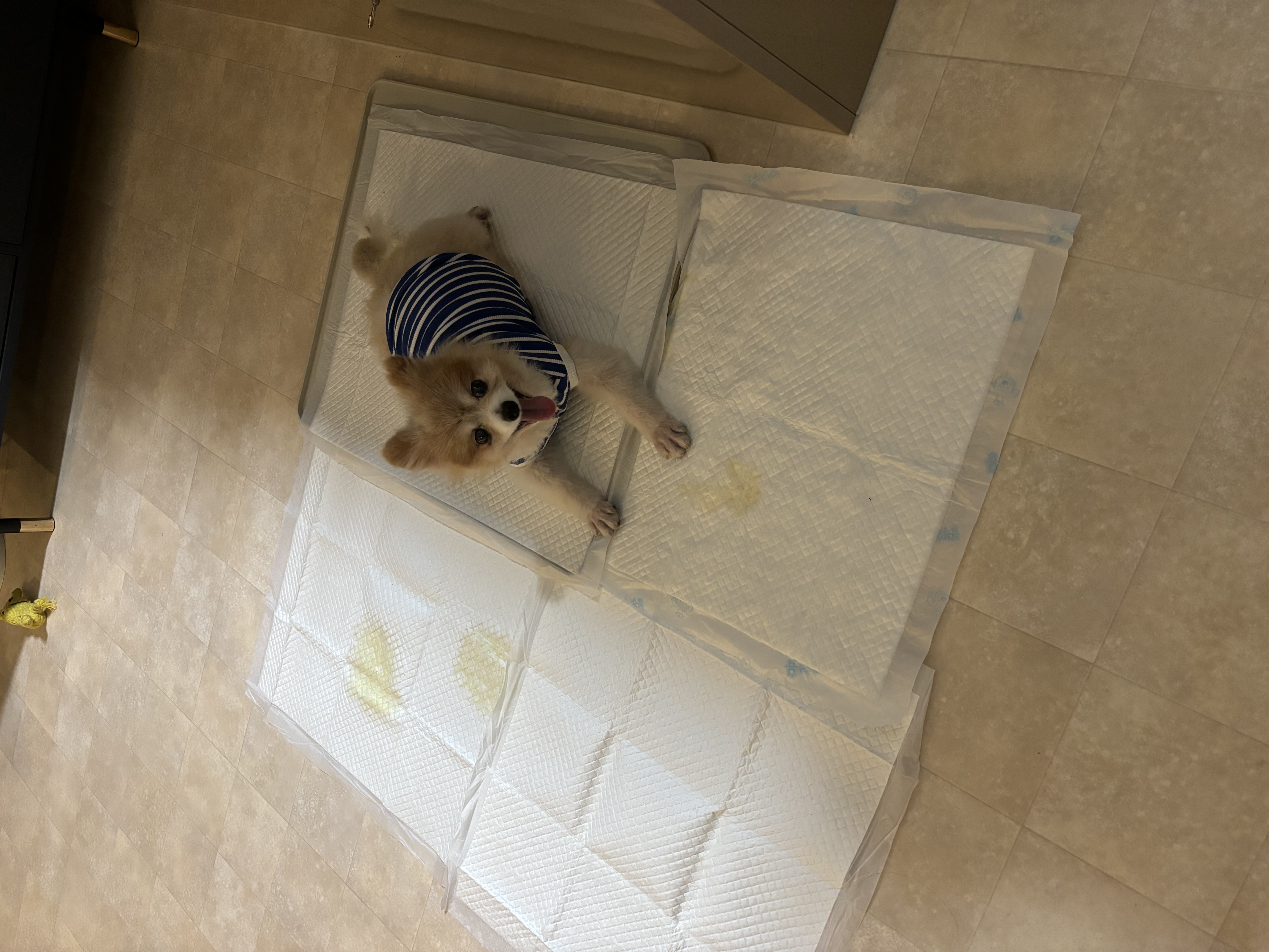 포리 임시보호 1주일차