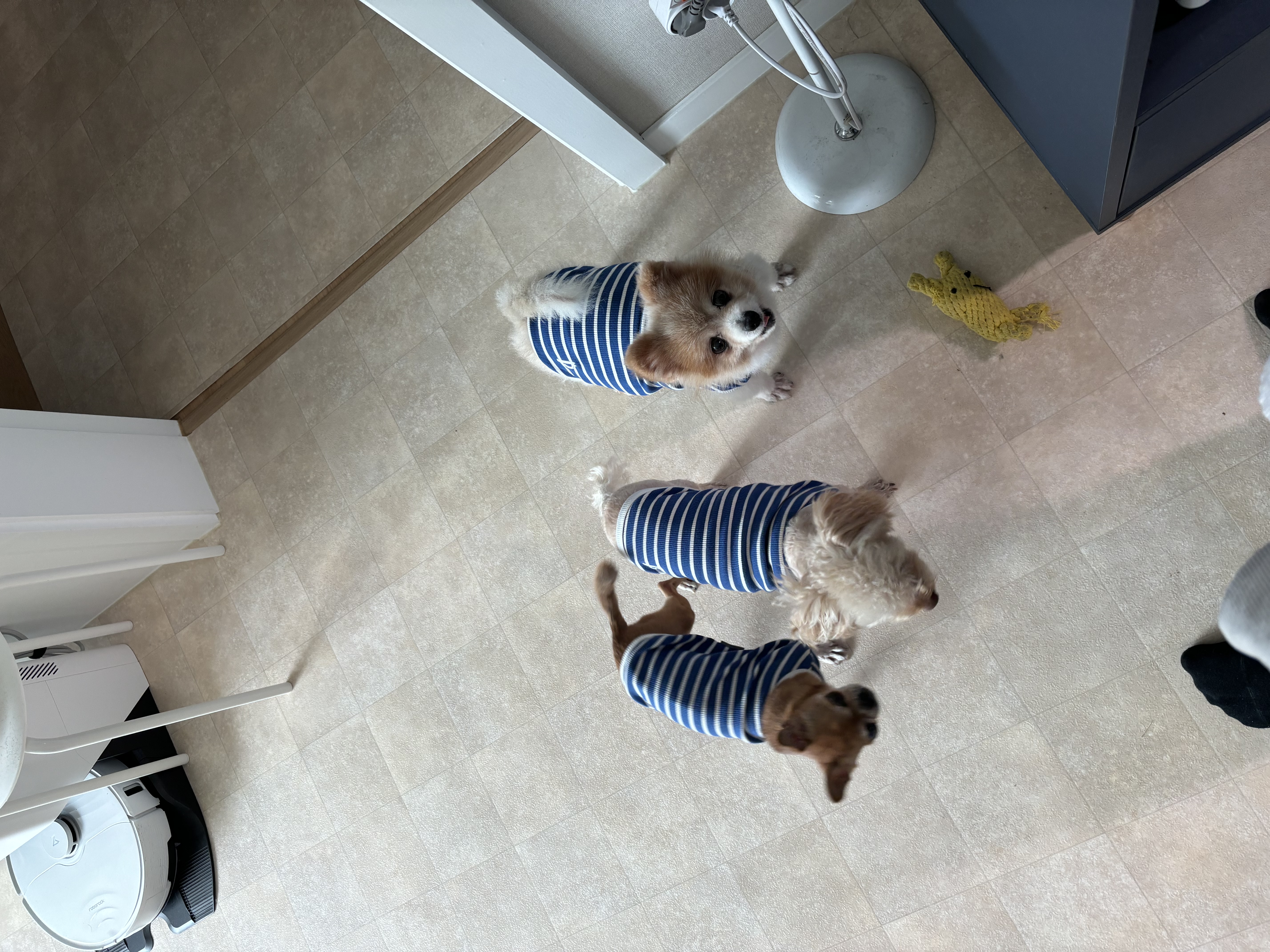 포리 임시보호 1주일차