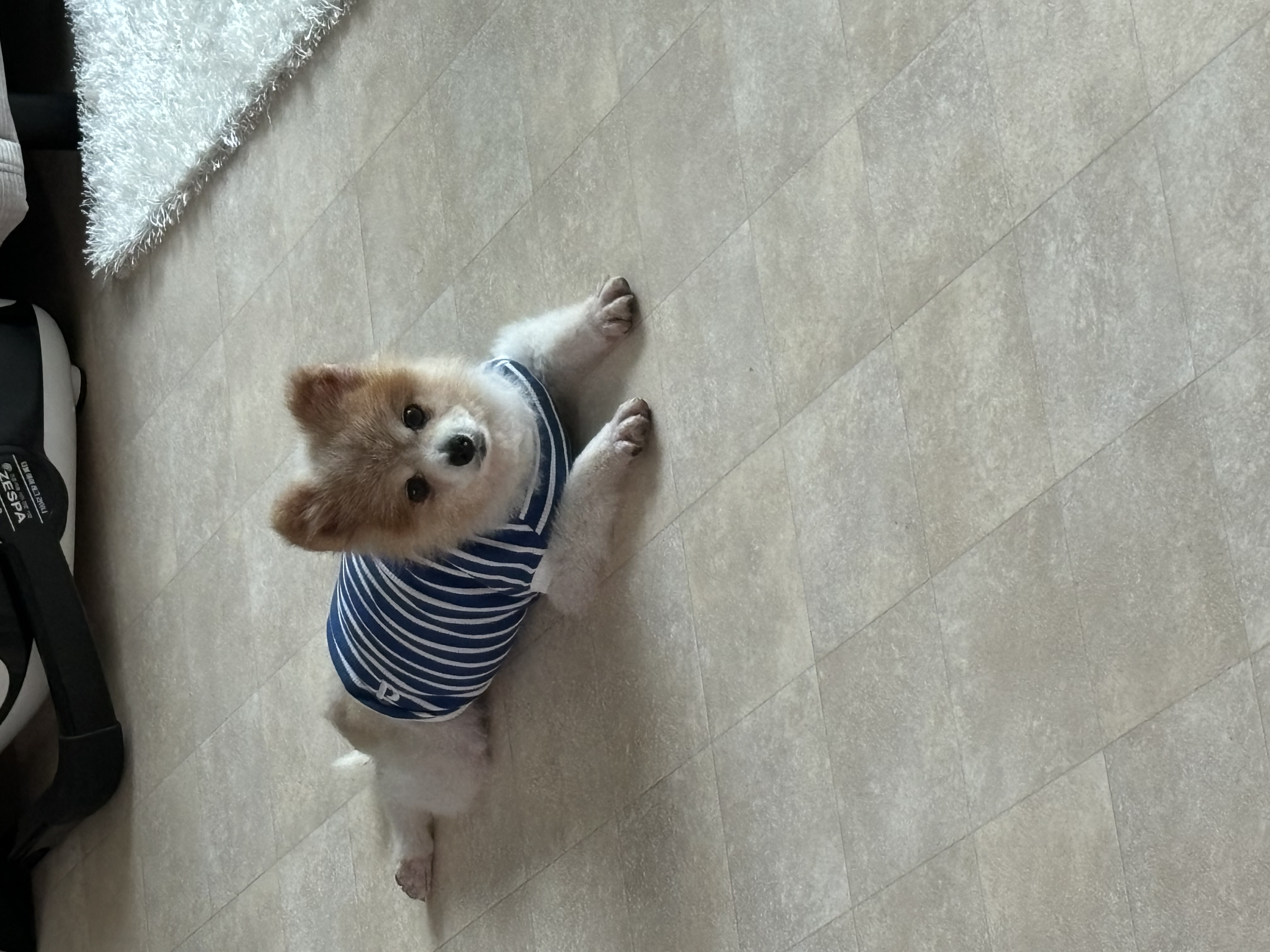 포리 임시보호 1주일차