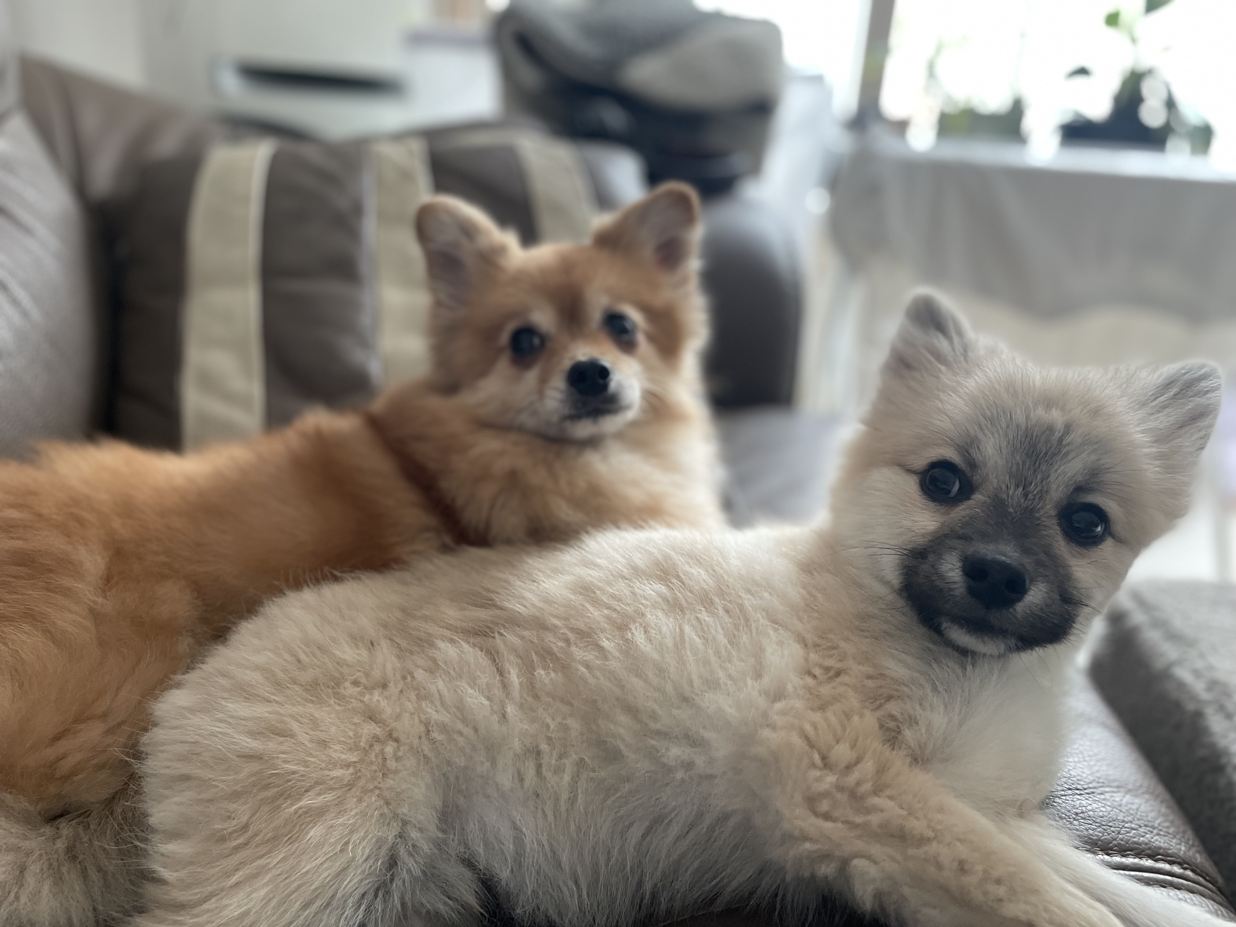 후추(보령번식장-보령이) 한달 후기