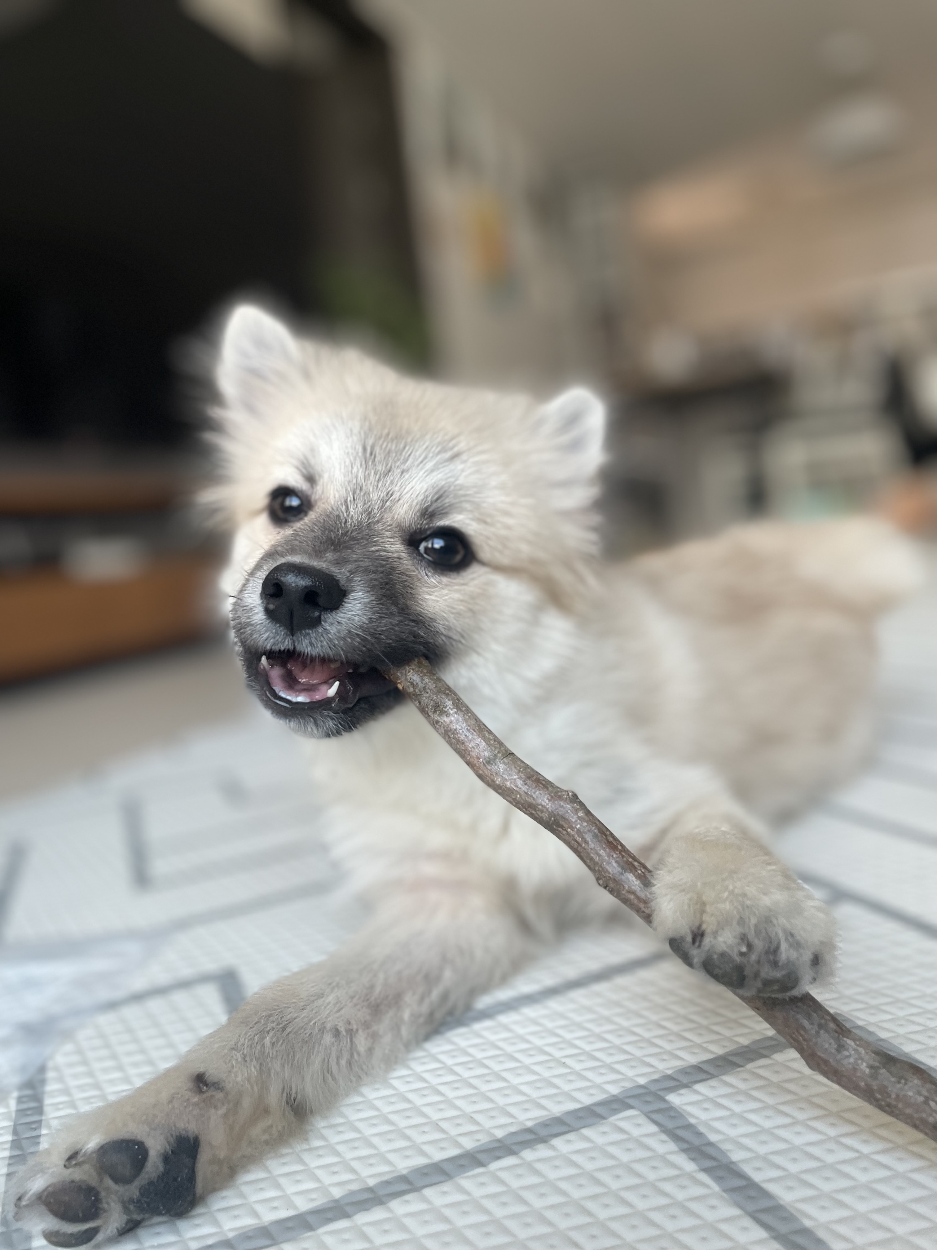 후추(보령번식장-보령이) 한달 후기