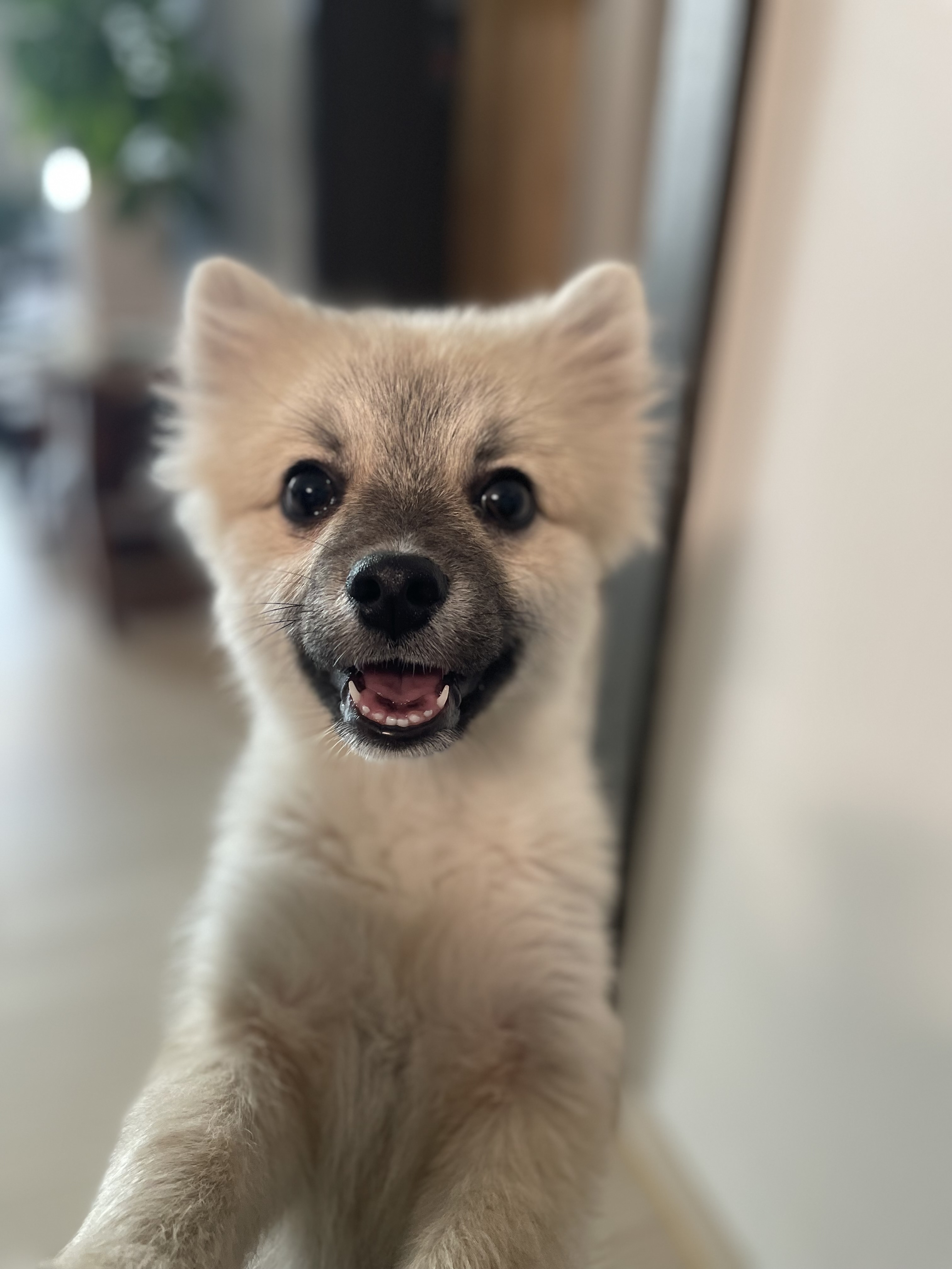 후추(보령번식장-보령이) 한달 후기